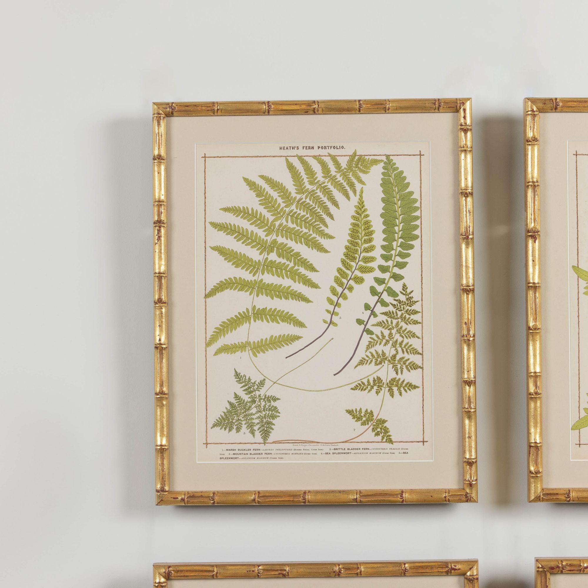 19th c. Collection of Four Framed English Chromolithograph Ferns In Excellent Condition In Wichita, KS