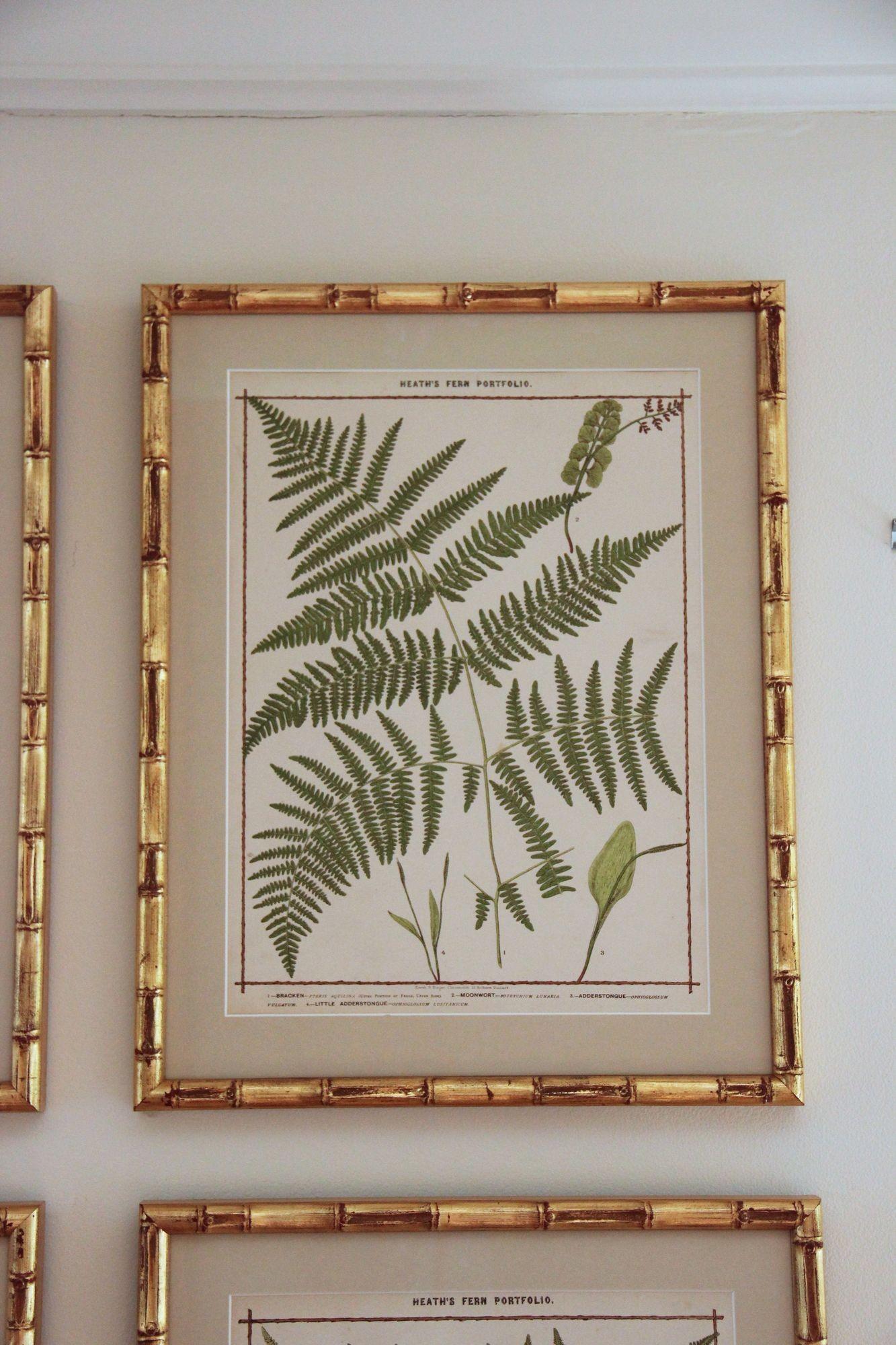 19th C. Collection of Four Framed English Chromolithograph Ferns In Excellent Condition In Wichita, KS