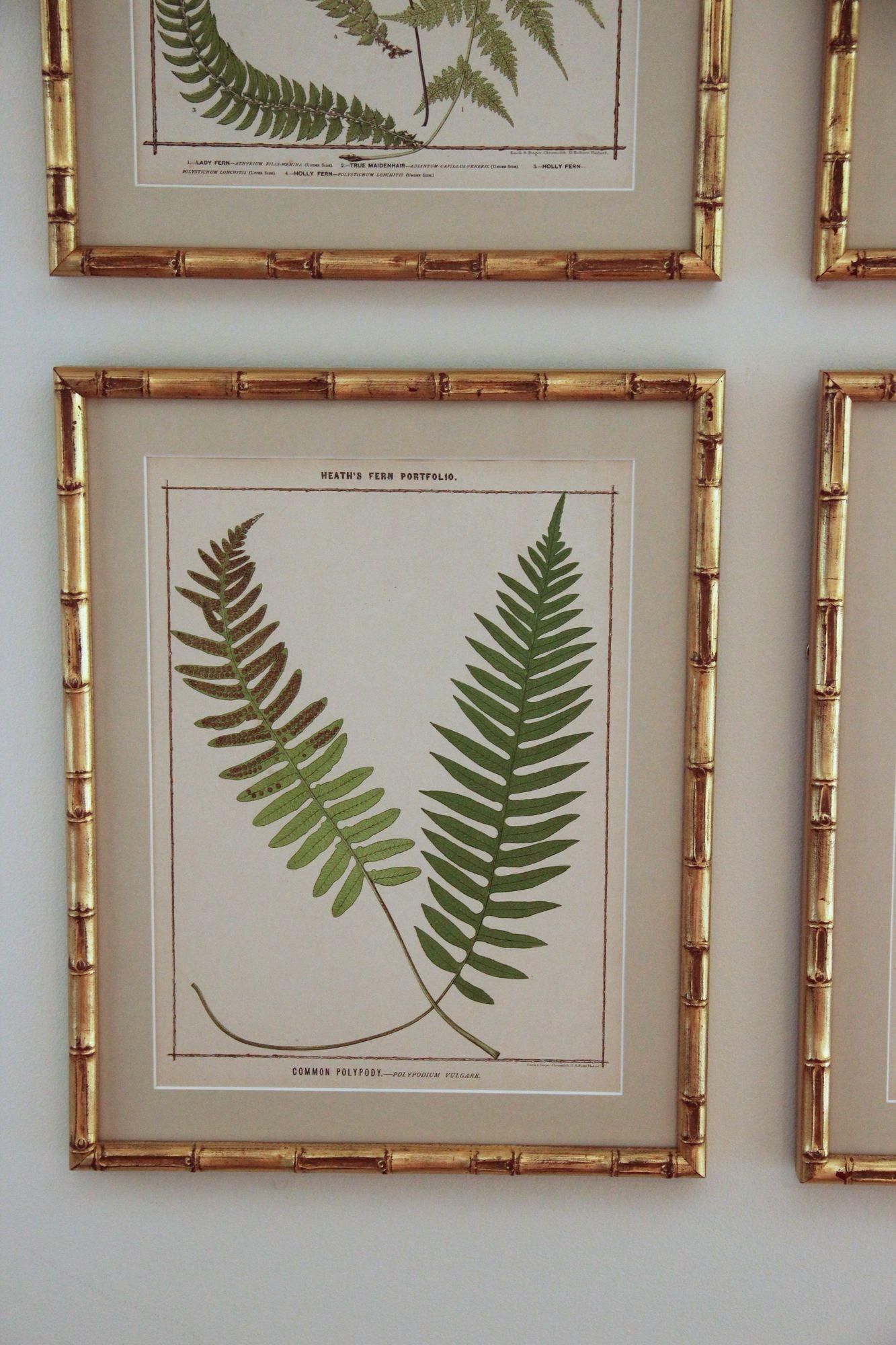 19th Century 19th C. Collection of Four Framed English Chromolithograph Ferns