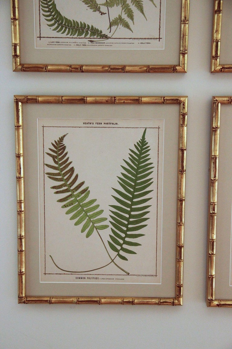 Wood 19th C. Collection of Four Framed English Chromolithograph Ferns For Sale