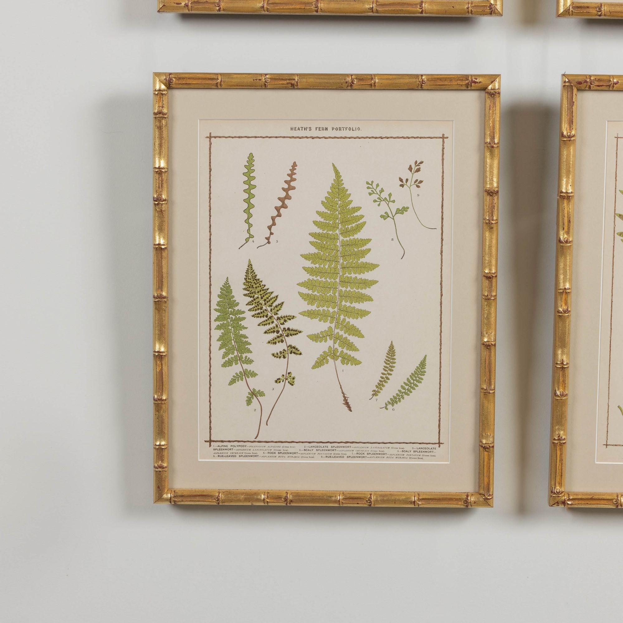 Glass 19th c. Collection of Four Framed English Chromolithograph Ferns