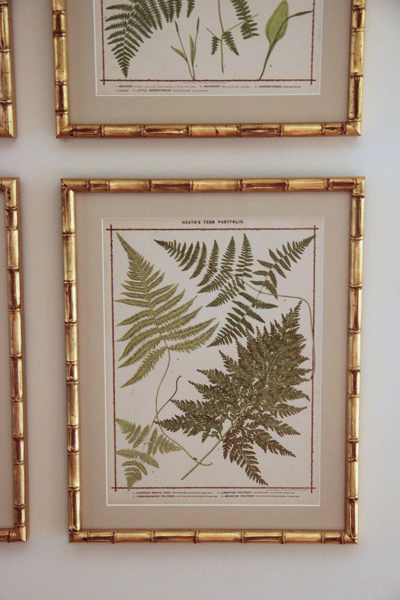 Wood 19th C. Collection of Four Framed English Chromolithograph Ferns