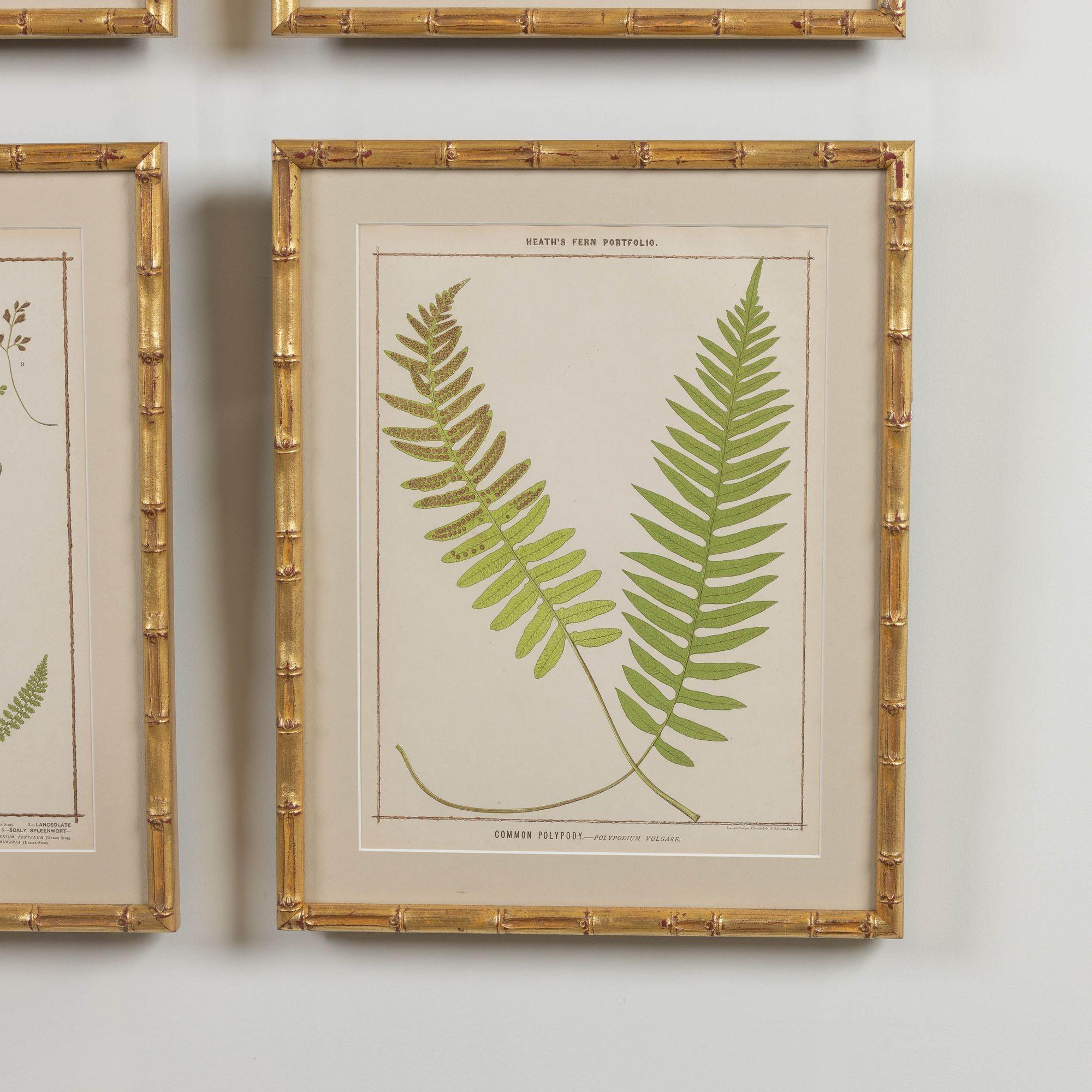 19th c. Collection of Four Framed English Chromolithograph Ferns 1