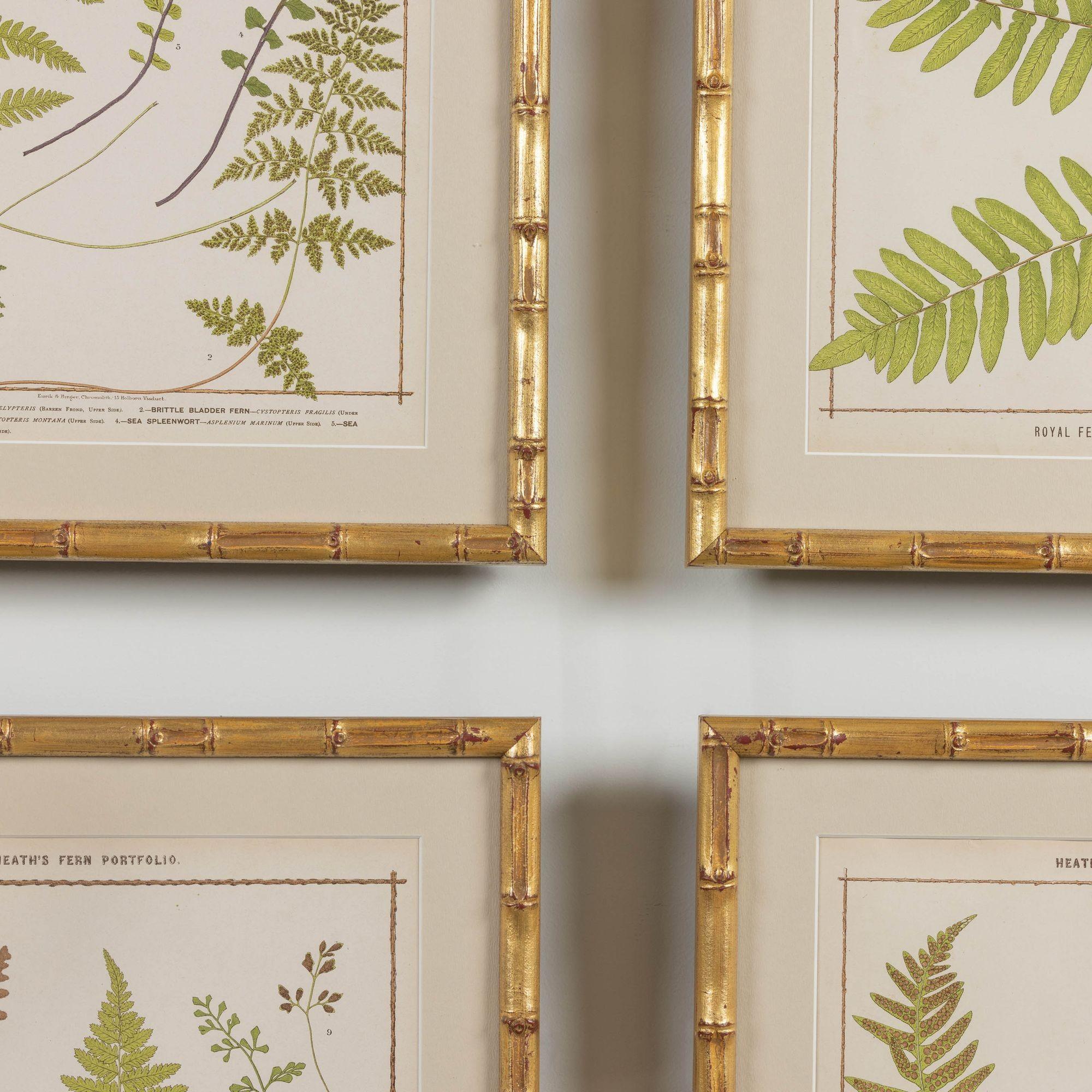 19th c. Collection of Four Framed English Chromolithograph Ferns 2