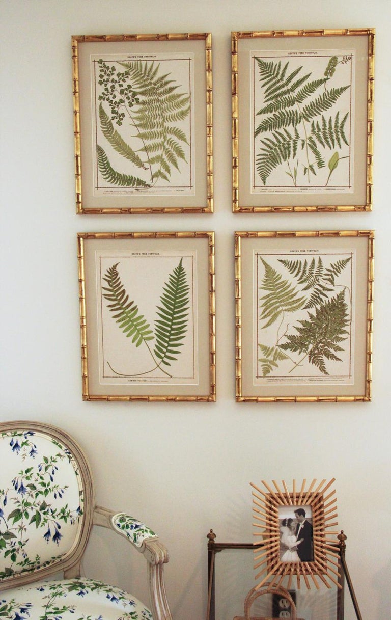 19th C. Collection of Four Framed English Chromolithograph Ferns For Sale 2