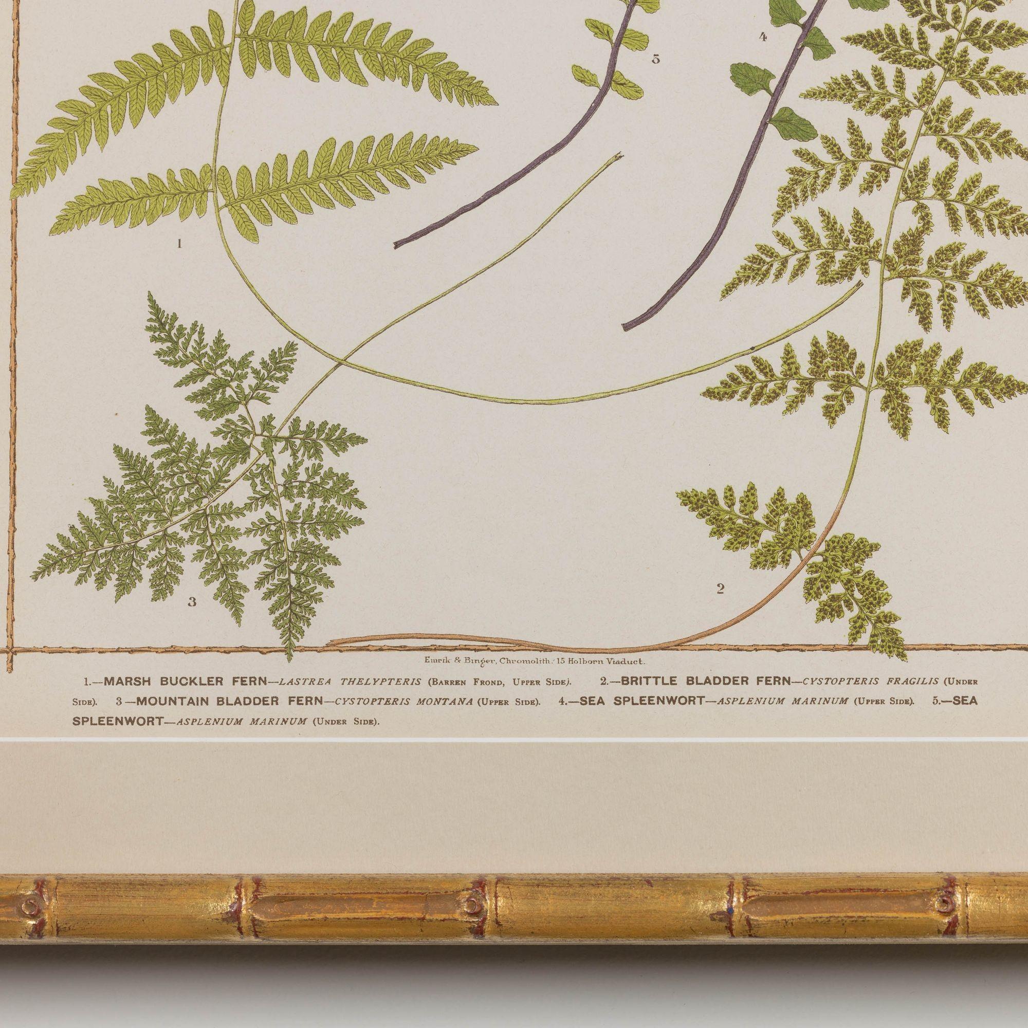19th c. Collection of Four Framed English Chromolithograph Ferns 4
