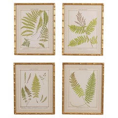 19th c. Collection of Four Framed English Chromolithograph Ferns