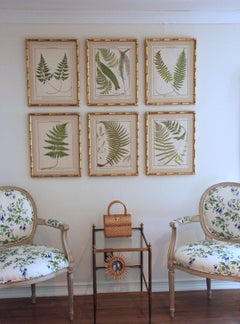 19th c. Collection of Six Framed English Fern Chromolithographs