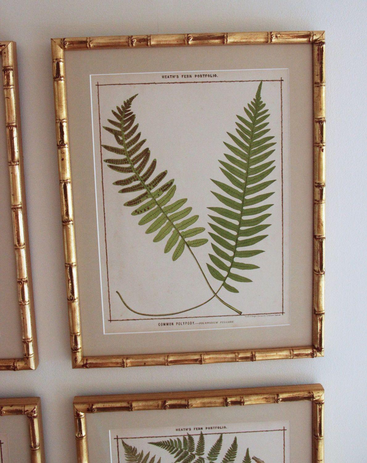19th Century 19th c. Collection of Six Framed English Fern Chromolithographs