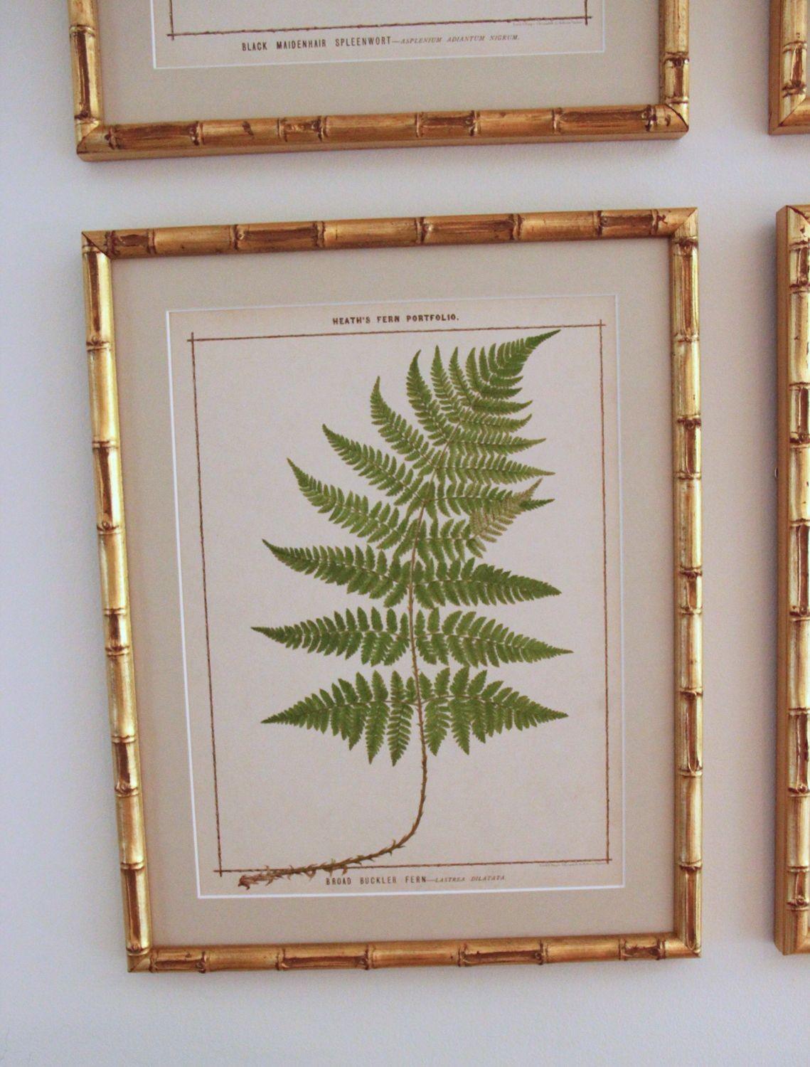Wood 19th c. Collection of Six Framed English Fern Chromolithographs