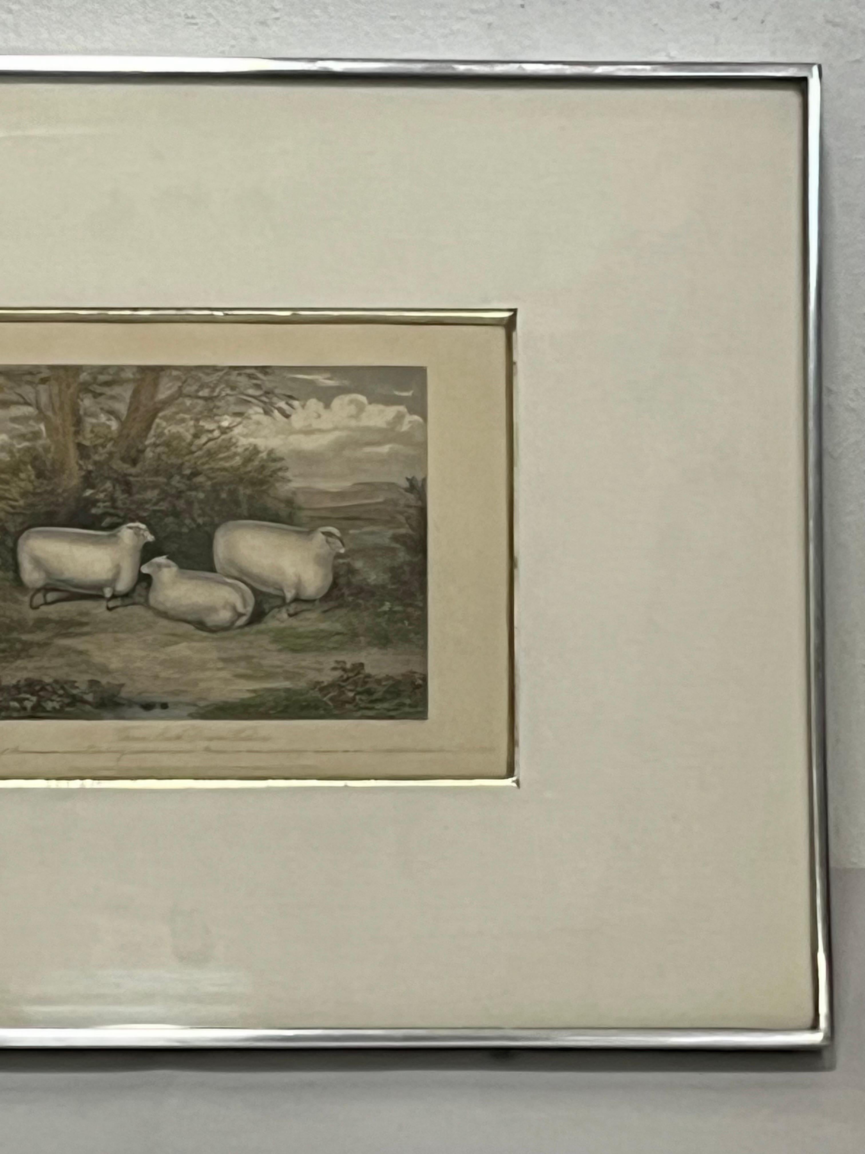 Paper 19th C English Print by H. Strafford of Three South Down Wethers Kulicke Frame For Sale