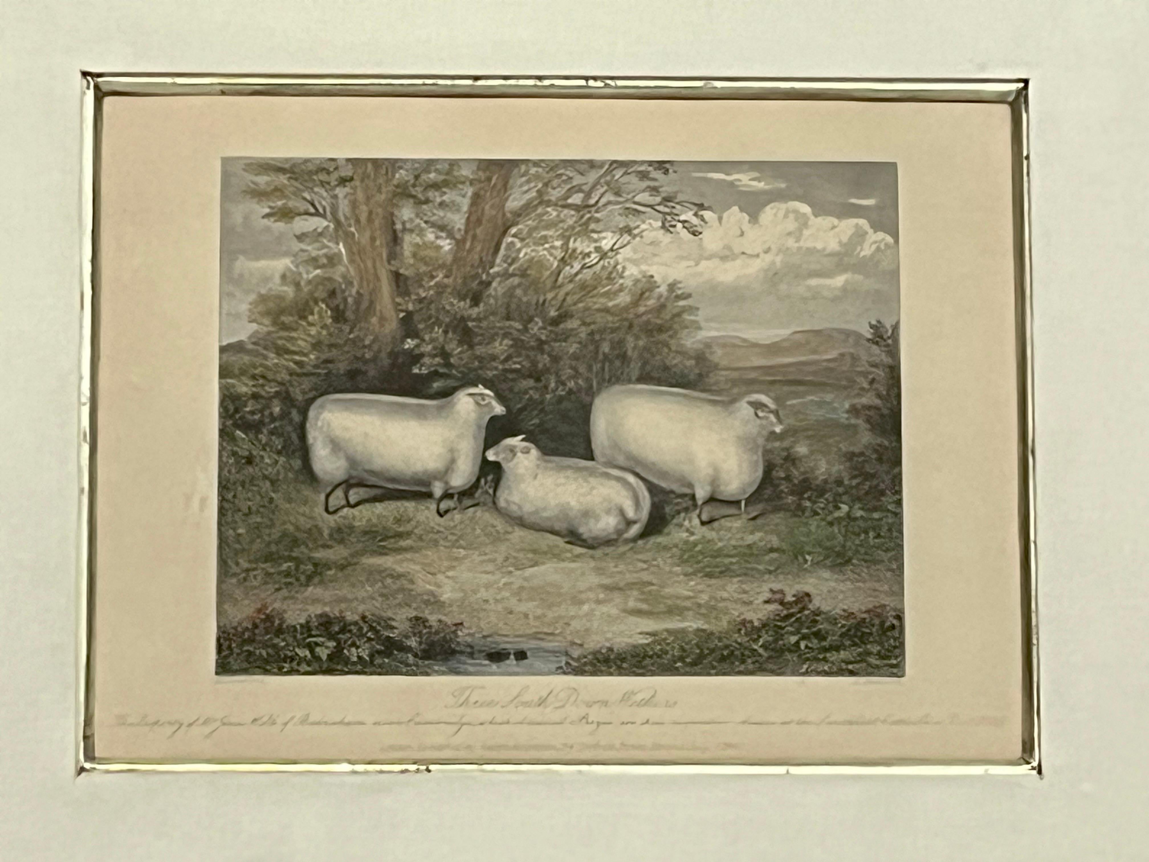 19th C English Print by H. Strafford of Three South Down Wethers Kulicke Frame For Sale 1