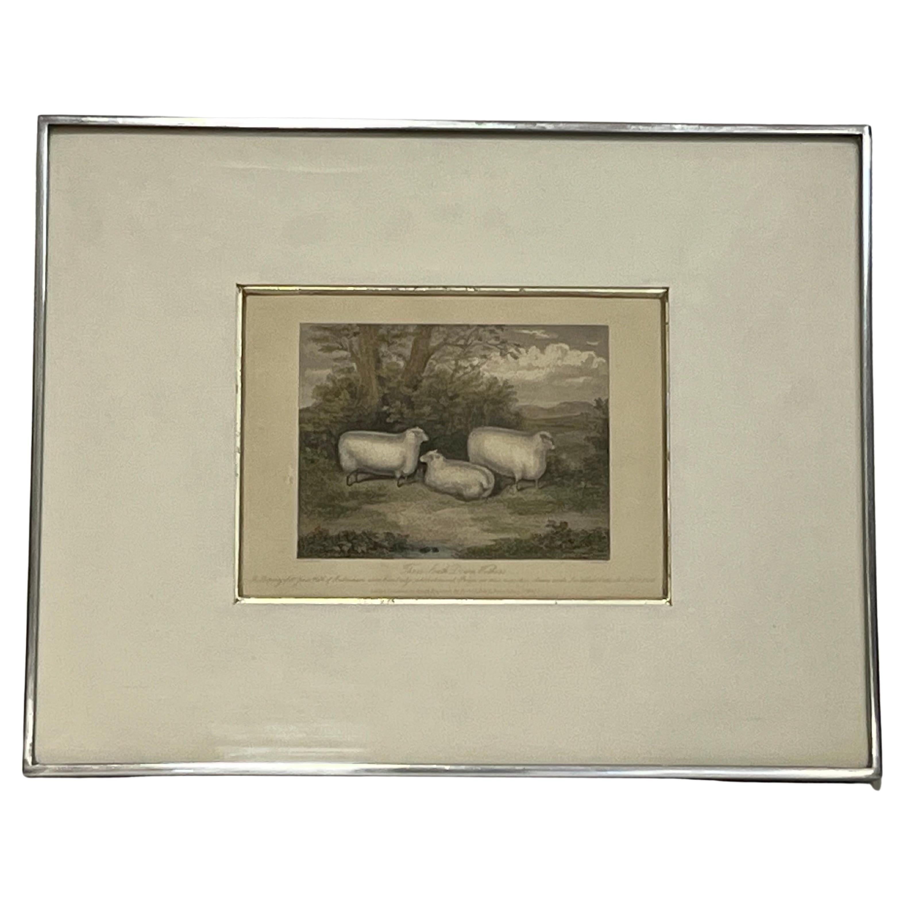 Impression anglaise du 19e siècle par H. Strafford du Three South Down Wethers Kulicke Frame