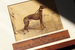 Arte Popular Siglo XIX Furia Negra, Ganador de la Copa Waterloo 1899 Perro Canino Sabueso Gris