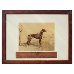 19th C Folk Art Black Fury, Winner of Waterloo Cup 1899 Grey Hound Canine Dog