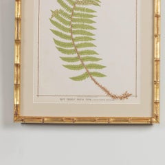 19th c. Framed English Chromolithograph Fern