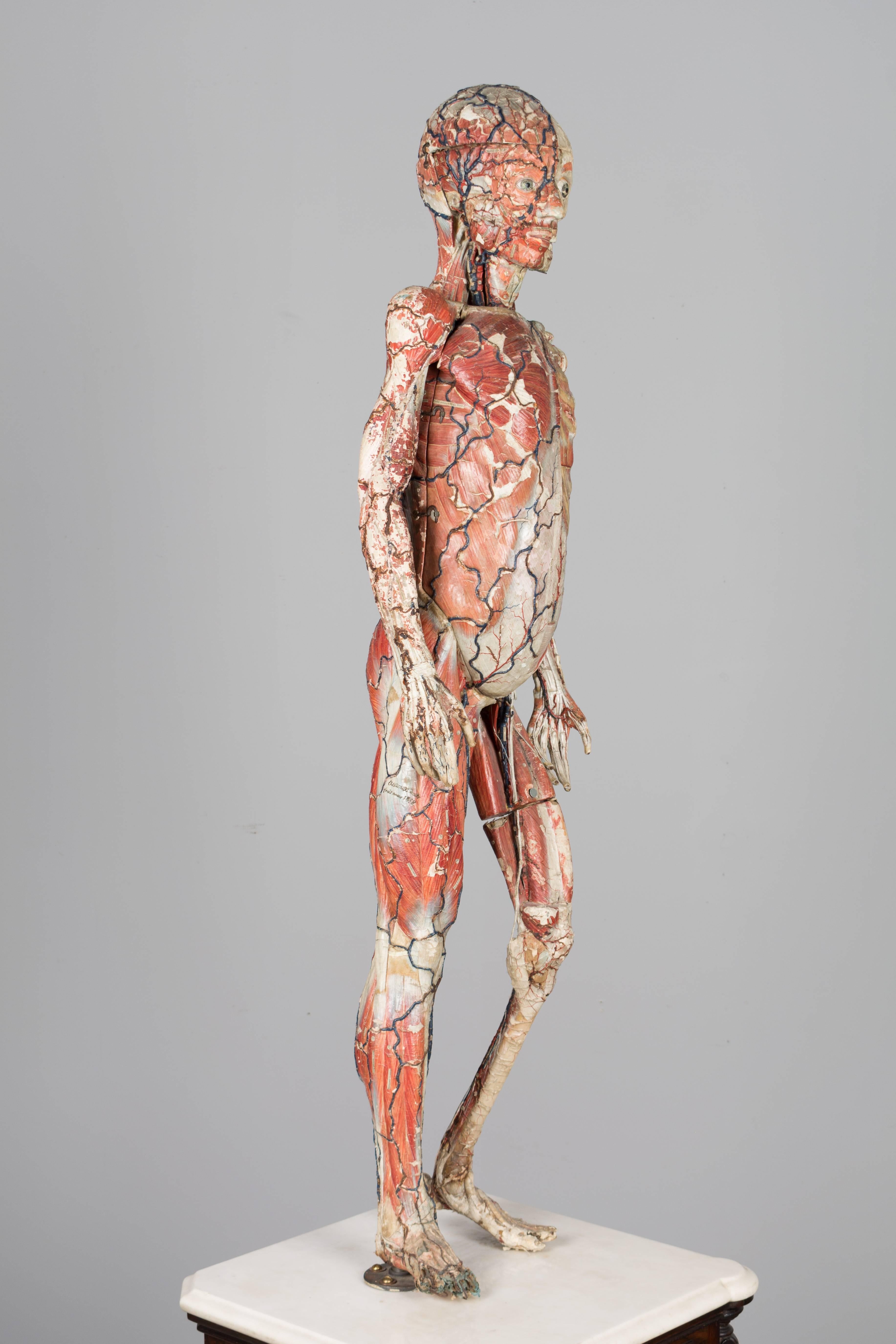 A rare 19th century anatomical model made of papier mâché by French anatomist and naturalist Dr. Louis Thomas Jérôme Auzoux (1797-1880). Dr. Auzoux had a workshop in Normandy making human and veterinary anatomical models. This is a 48 inch tall male