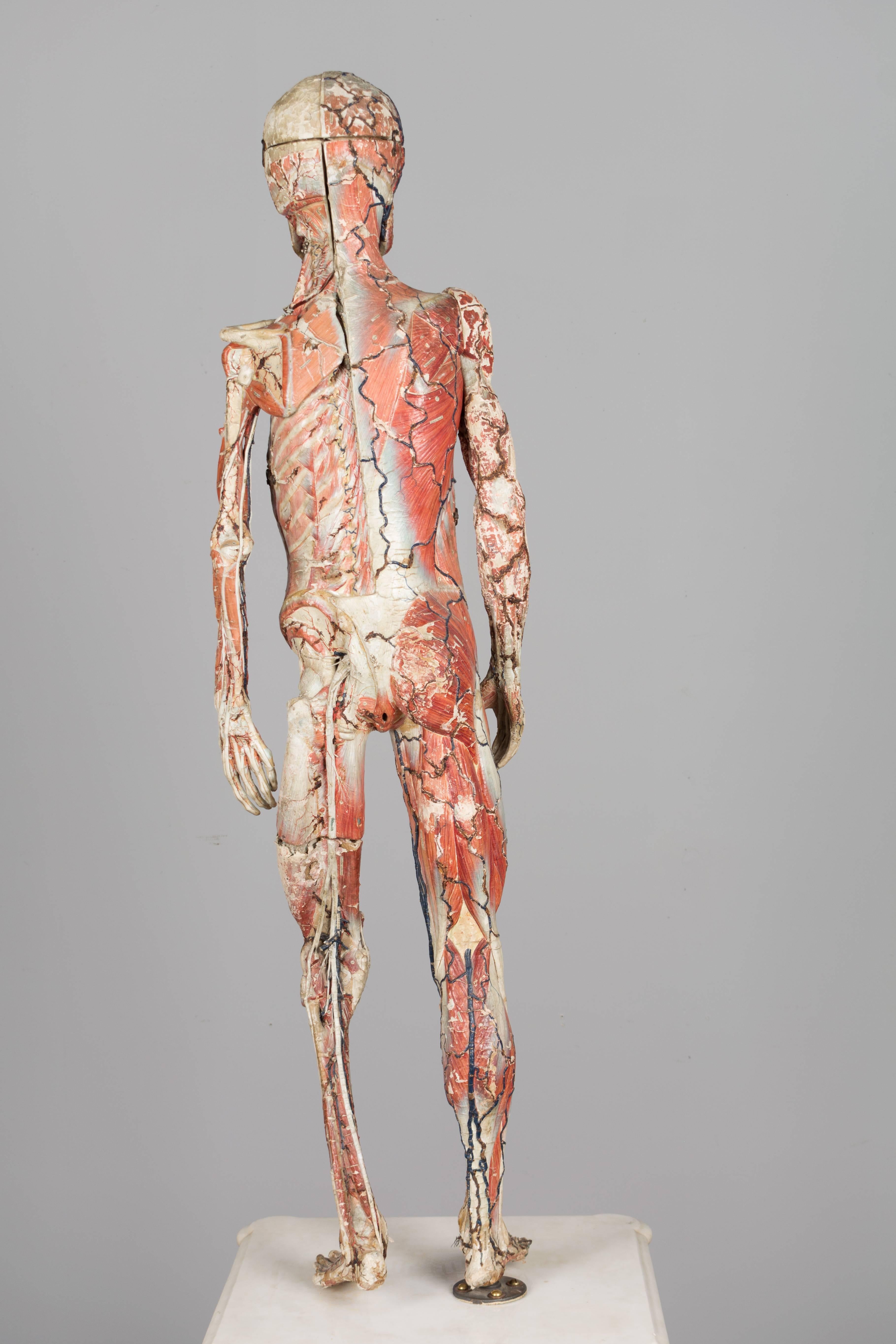 französisches anatomisches Modell des 19. Jahrhunderts von Dr. Auzoux (Französisch)