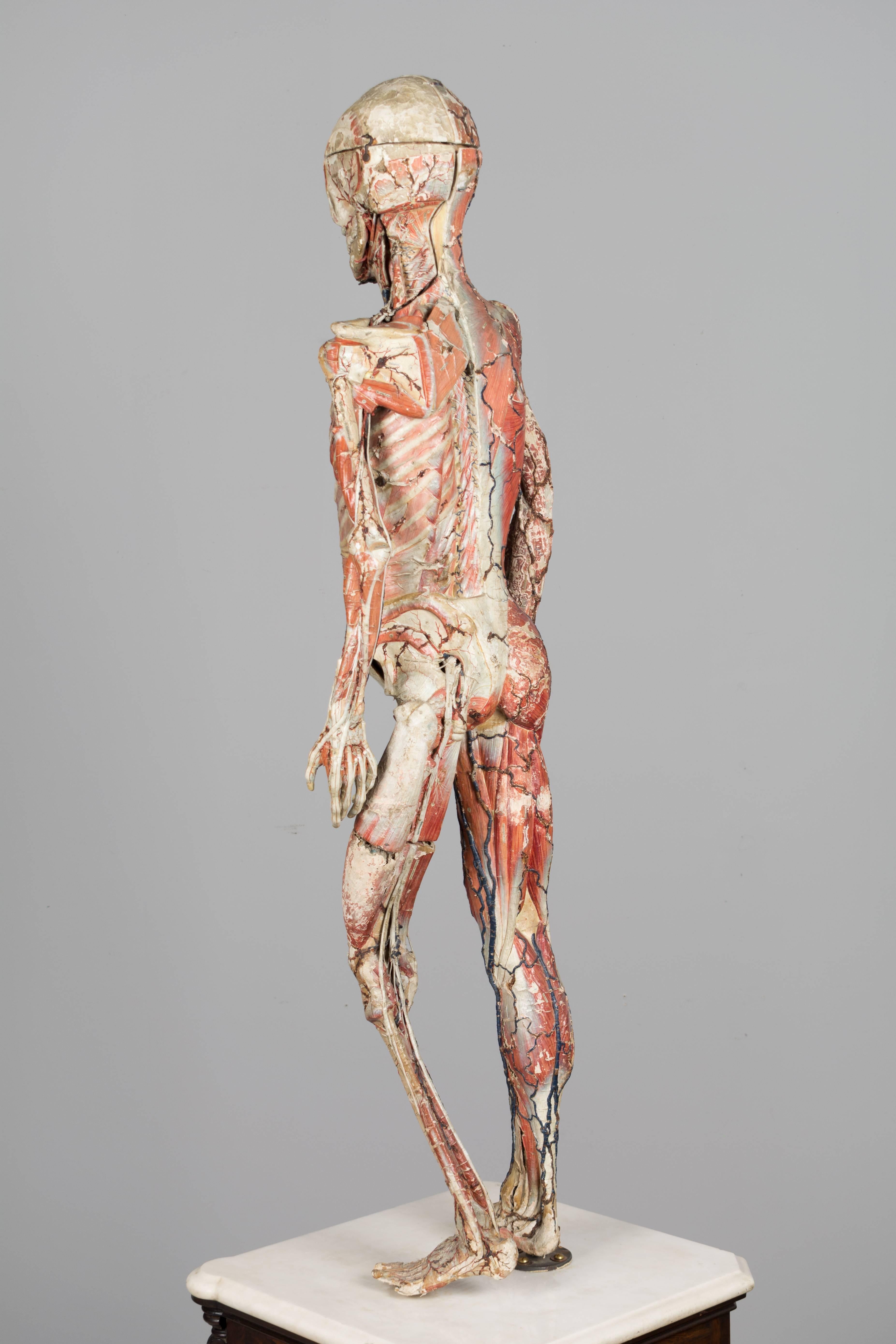französisches anatomisches Modell des 19. Jahrhunderts von Dr. Auzoux (Handgeschnitzt)