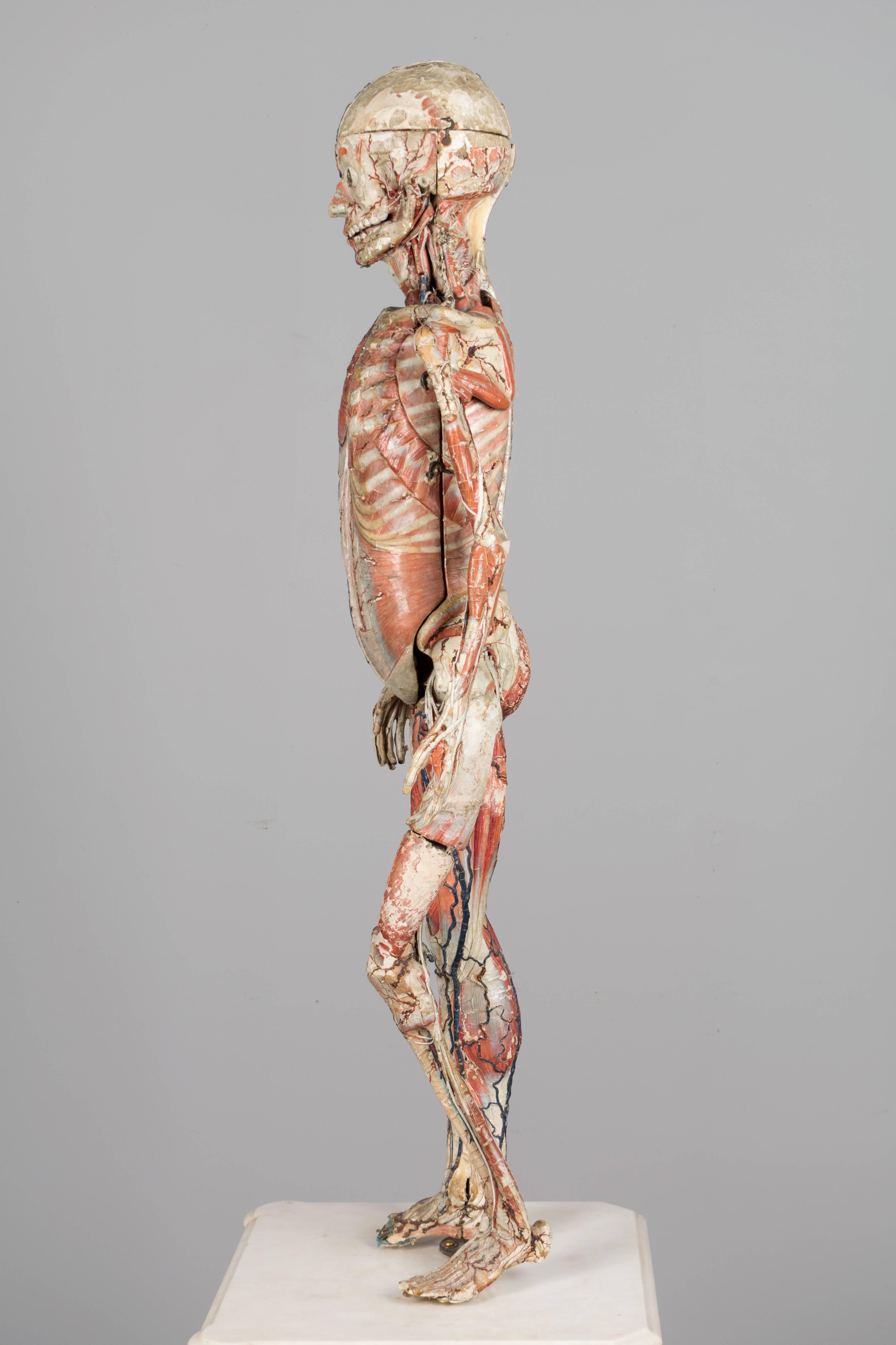 19th Century French Anatomical Model by Dr. Auzoux 1