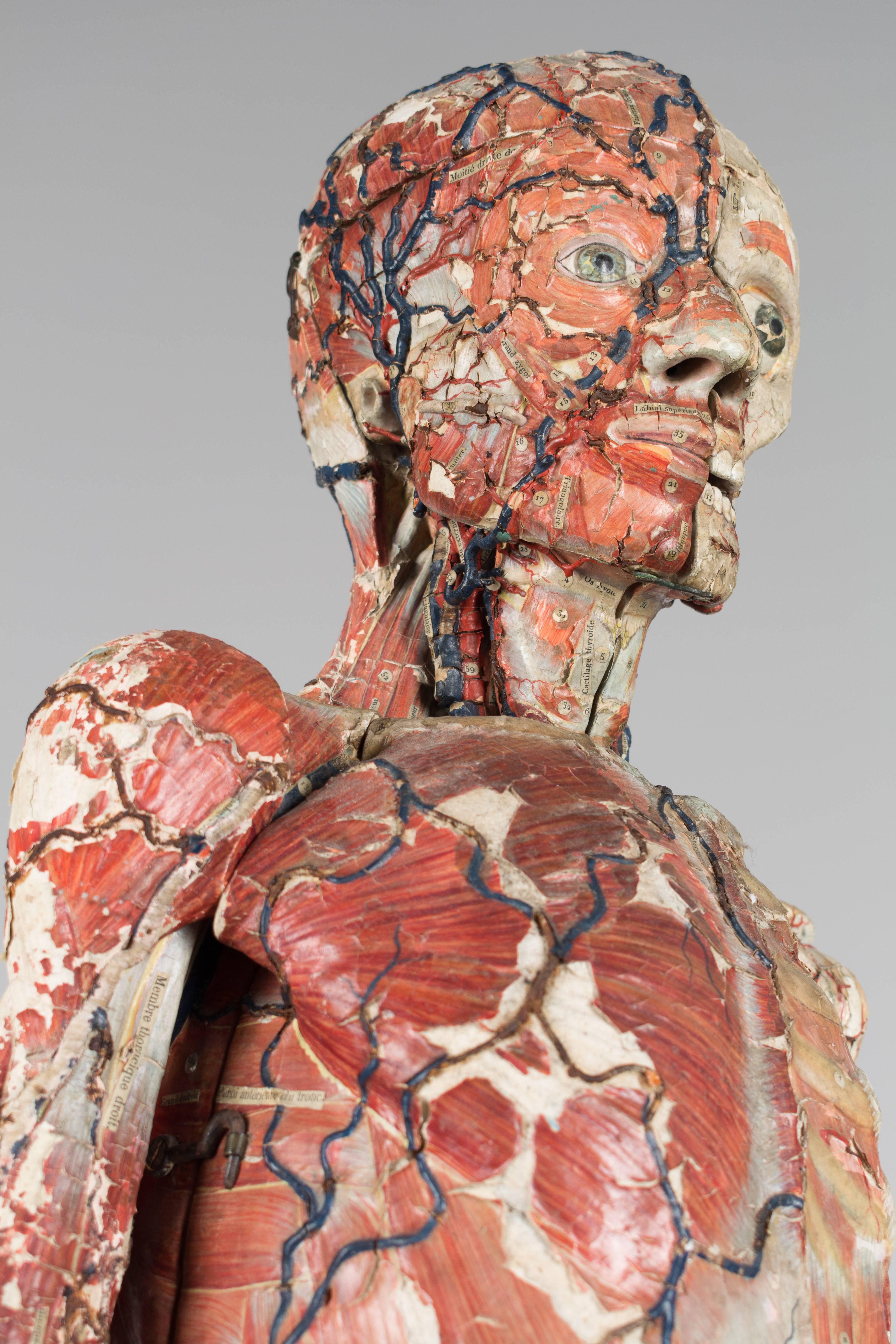 französisches anatomisches Modell des 19. Jahrhunderts von Dr. Auzoux (Rosenholz)