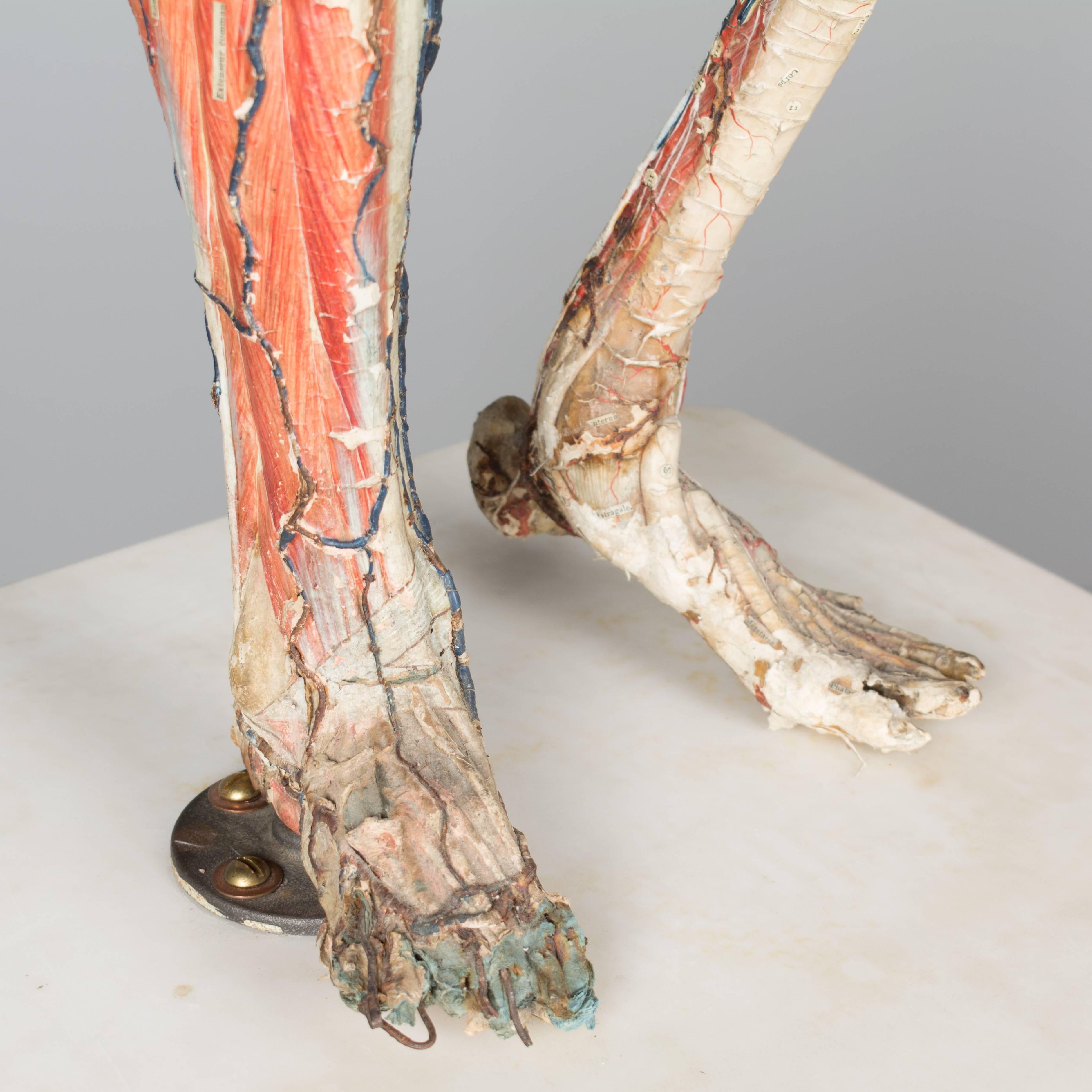 französisches anatomisches Modell des 19. Jahrhunderts von Dr. Auzoux 1