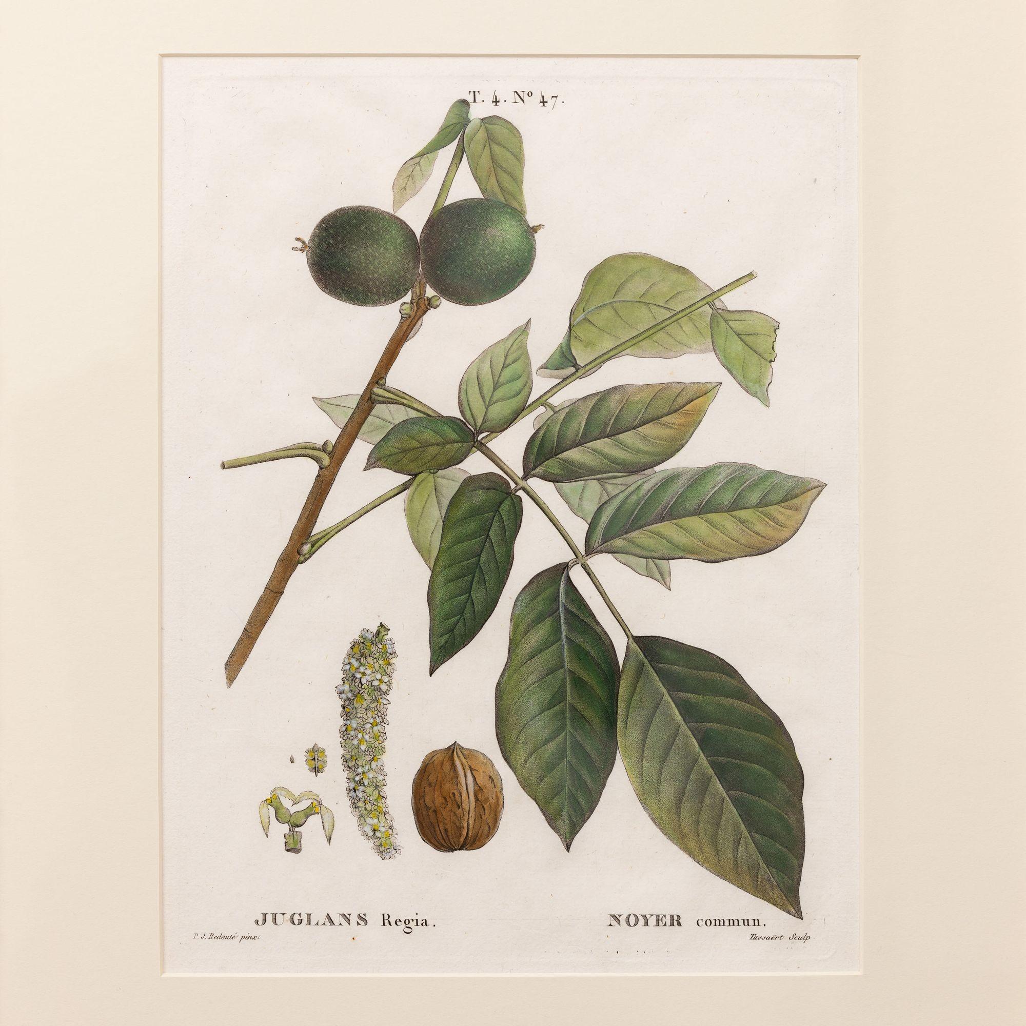 Incisione su lastra di rame dell'albero di noce di Pierre-Joseph Redouté, 1809.  Incisione con colorazione originale a mano su carta vergata con trama della carta a coste visibile e segni della lastra.  Sono disponibili in totale 18 incisioni.