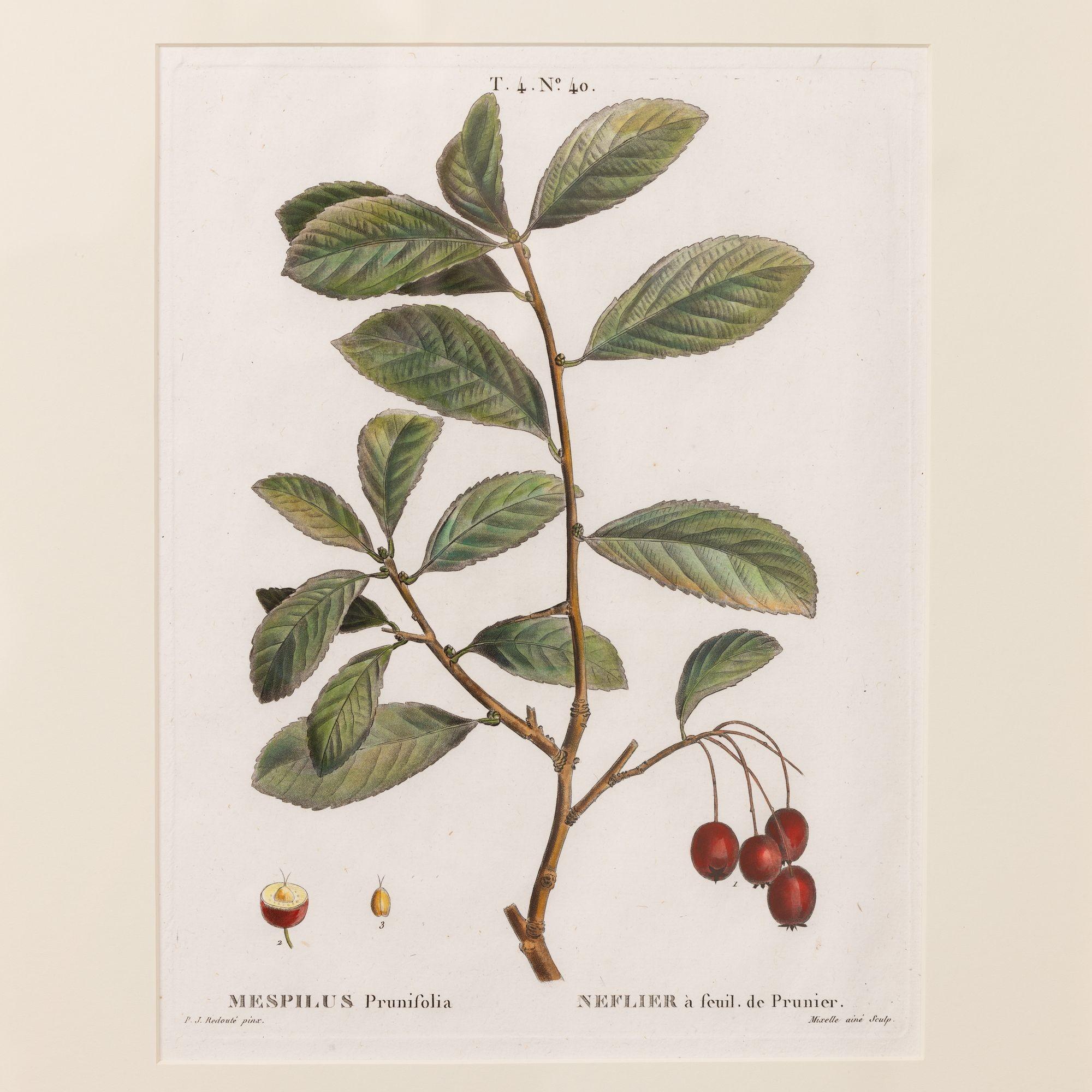 Copper plate engraving of the Plum Leaf Medlar by Pierre-Joseph Redouté, 1809.  Engraving with original hand-coloring on laid paper with visible ribbed paper texture and plate marks.  There are a total of 18 engravings available. 
Pierre-Joseph