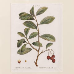 19th c. French Framed Copper Plate Botanical Engraving on Laid Paper