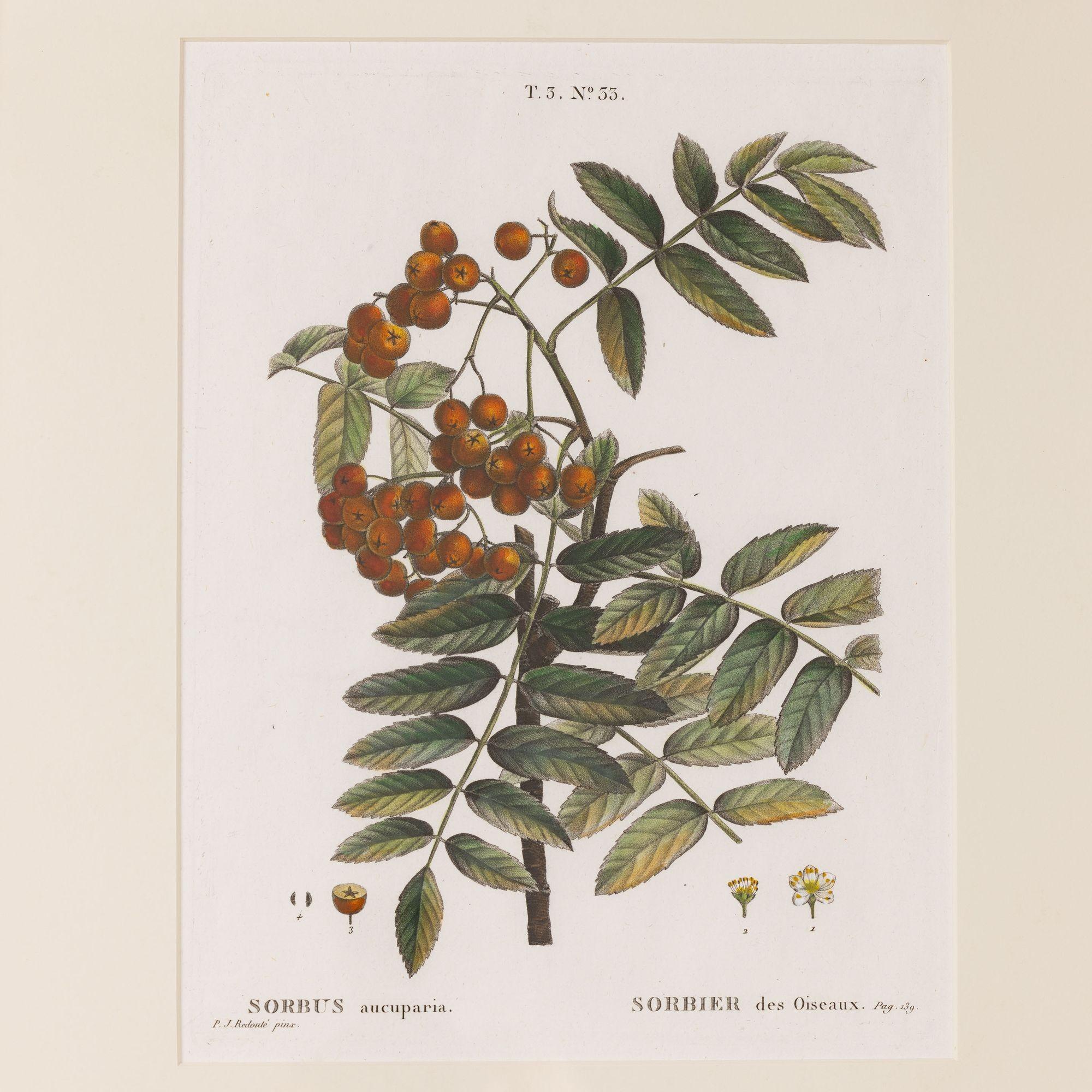 Copper plate engraving of the Mountain Ash by Pierre-Joseph Redouté, 1806.  Engraving with original hand-coloring on laid paper with visible ribbed paper texture and plate marks.  There are a total of 18 engravings available. 

Pierre-Joseph Redouté