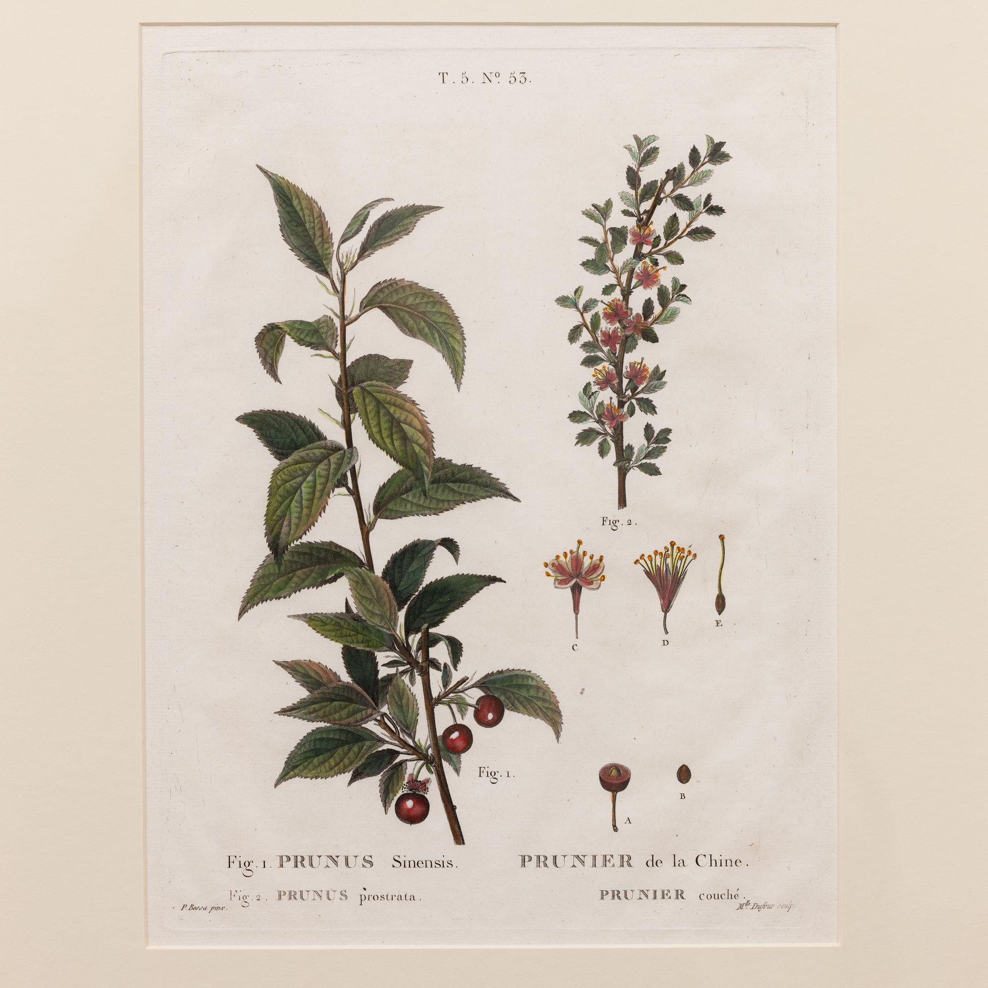 Kupferstich des chinesischen Pflaumenbaums von Pancrace Bessa, 1812.  Kupferstich mit originaler Handkolorierung auf Bütten mit sichtbarer gerippter Papierstruktur und Plattenspuren.  Es sind insgesamt 18 Gravuren verfügbar. 

Pancrace Bessa wurde