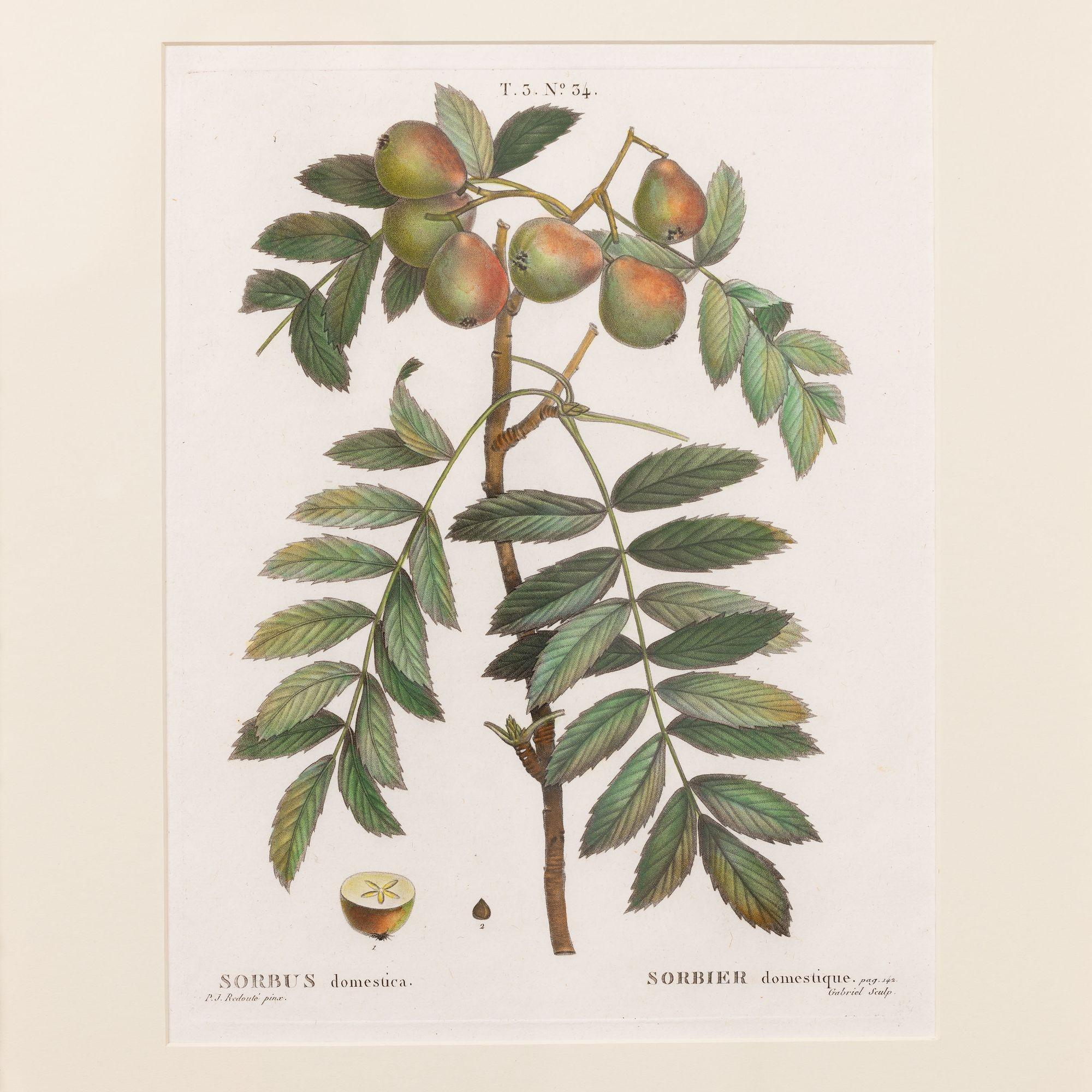 Kupferstich der heimischen Eberesche von Pierre-Joseph Redouté, 1806.  Kupferstich mit originaler Handkolorierung auf Bütten mit sichtbarer gerippter Papierstruktur und Plattenspuren.  Es sind insgesamt 18 Gravuren verfügbar. 

Pierre-Joseph Redouté