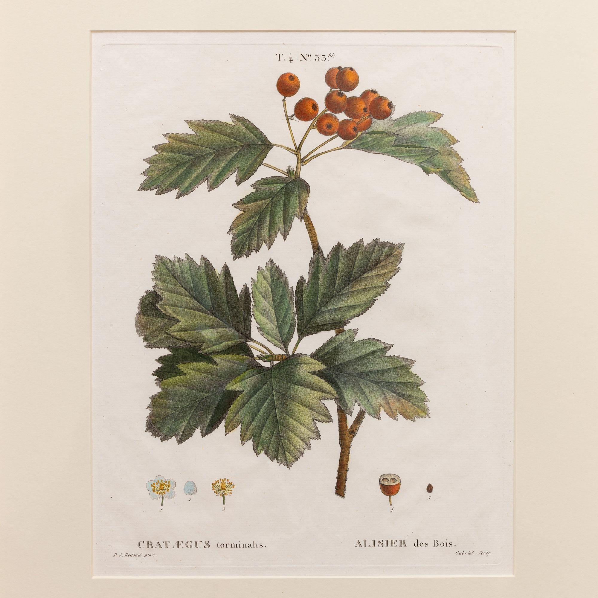 Incisione su lastra di rame di Pierre-Joseph Redouté, 1809.  Incisione con colorazione originale a mano su carta vergata con trama della carta a coste visibile e segni della lastra.  Sono disponibili in totale 18 incisioni. 

Pierre-Joseph Redouté 
