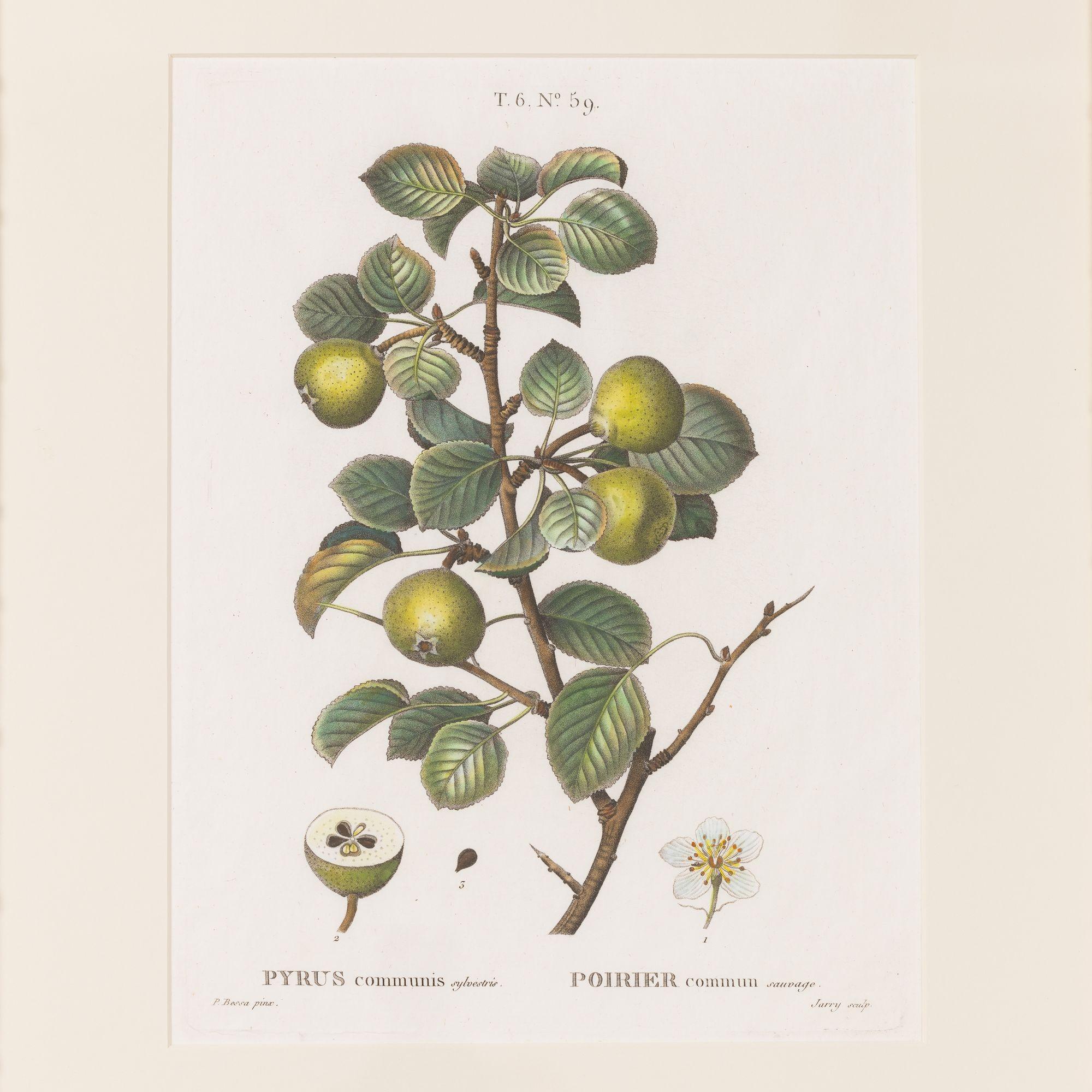 Kupferstich des Birnbaums von Pancrace Bessa, 1812.  Kupferstich mit originaler Handkolorierung auf Bütten mit sichtbarer gerippter Papierstruktur und Plattenspuren.  Es sind insgesamt 18 Gravuren verfügbar. 

Pancrace Bessa wurde im Pariser