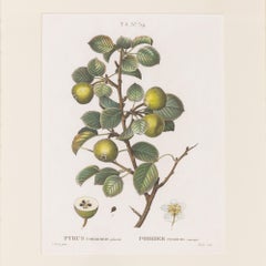 19th c. French Framed Copper Plate Botanical Engraving on Laid Paper