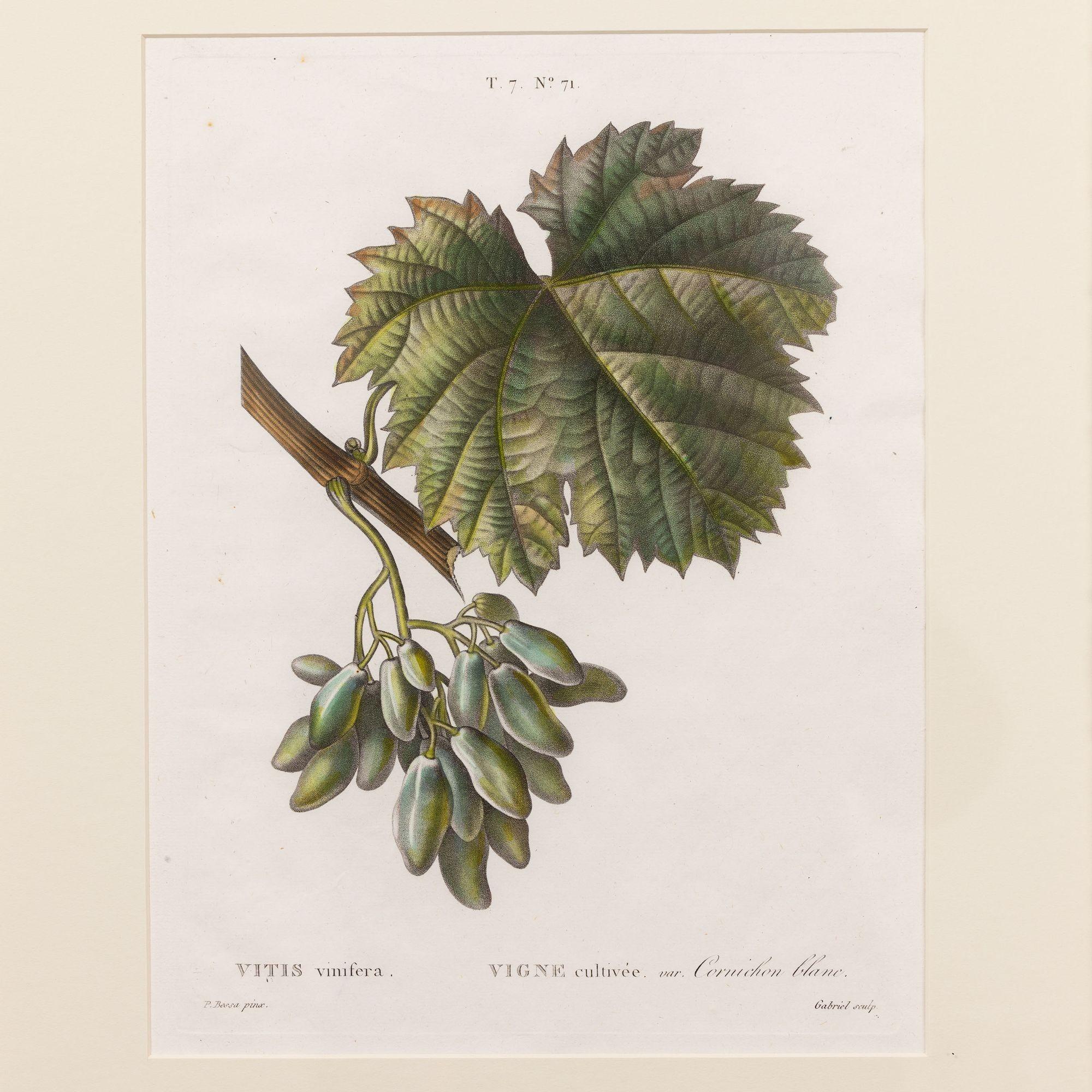 Kupferstich der Gemeinen Weinrebe von Pancrace Bessa, 1819.  Kupferstich mit originaler Handkolorierung auf Bütten mit sichtbarer gerippter Papierstruktur und Plattenspuren.  Es sind insgesamt 18 Gravuren verfügbar. 

Pancrace Bessa wurde im Pariser