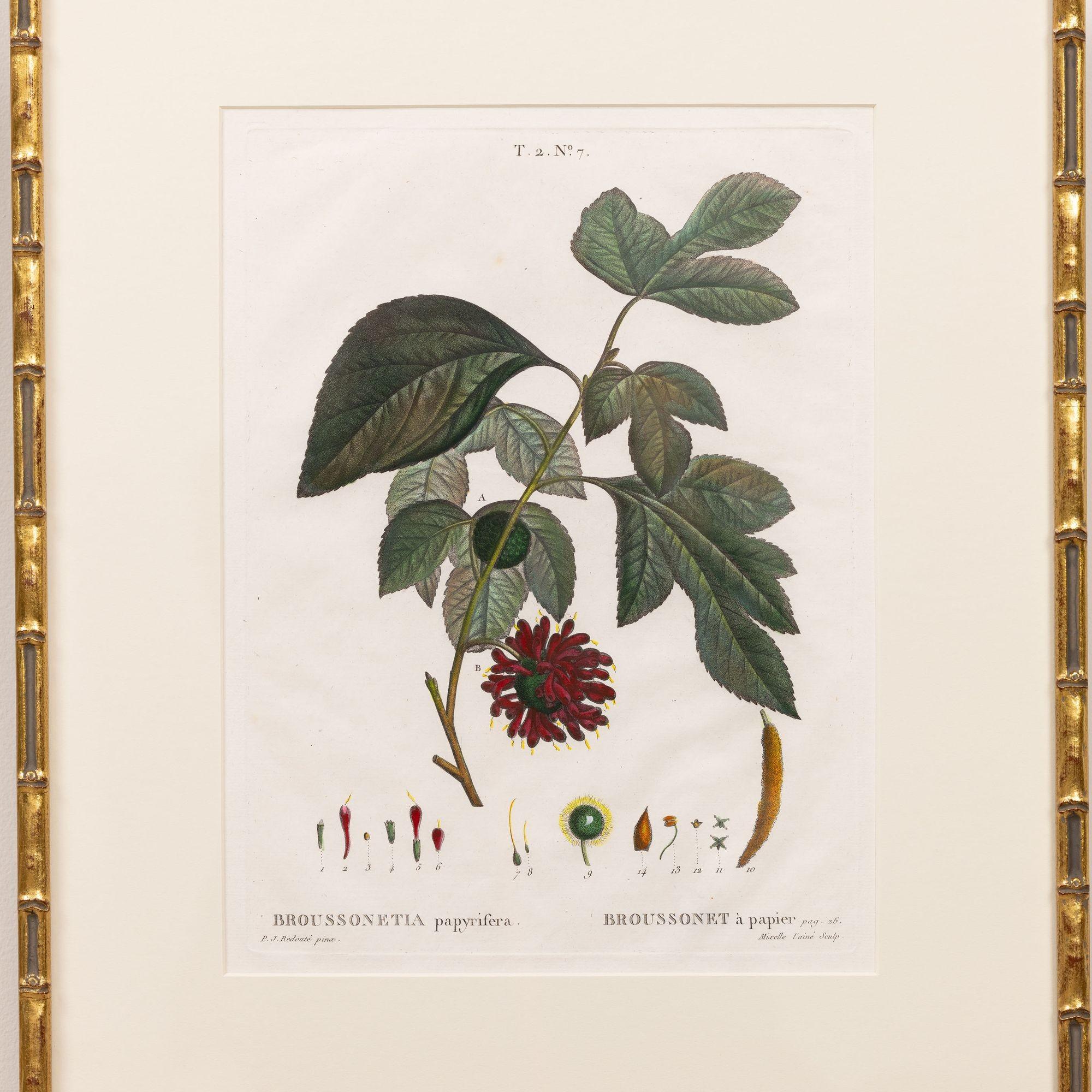 Kupferstich der Papiermaulbeere von Pierre-Joseph Redouté, 1804.  Kupferstich mit originaler Handkolorierung auf Bütten mit sichtbarer gerippter Papierstruktur und Plattenspuren.  Es sind insgesamt 18 Gravuren verfügbar. 

Pierre-Joseph Redouté  war