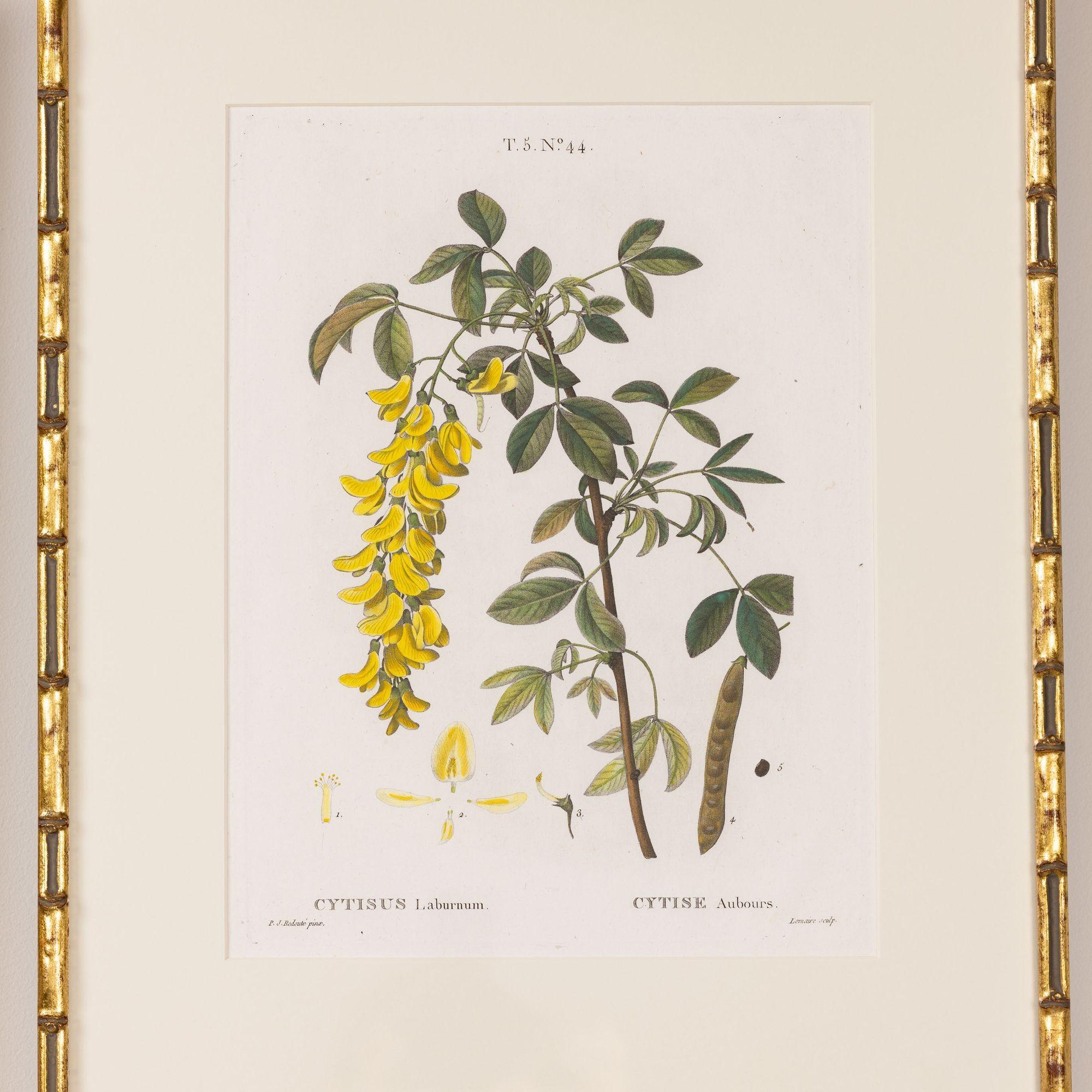 Incisione in rame del maggiociondolo di Pierre-Joseph Redouté, 1812.  Incisione con colorazione originale a mano su carta vergata con trama della carta a coste visibile e segni della lastra.  Sono disponibili in totale 18 incisioni. 

Pierre-Joseph