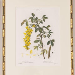 19th c. French Framed Copper Plate Botanical Engraving on Laid Paper
