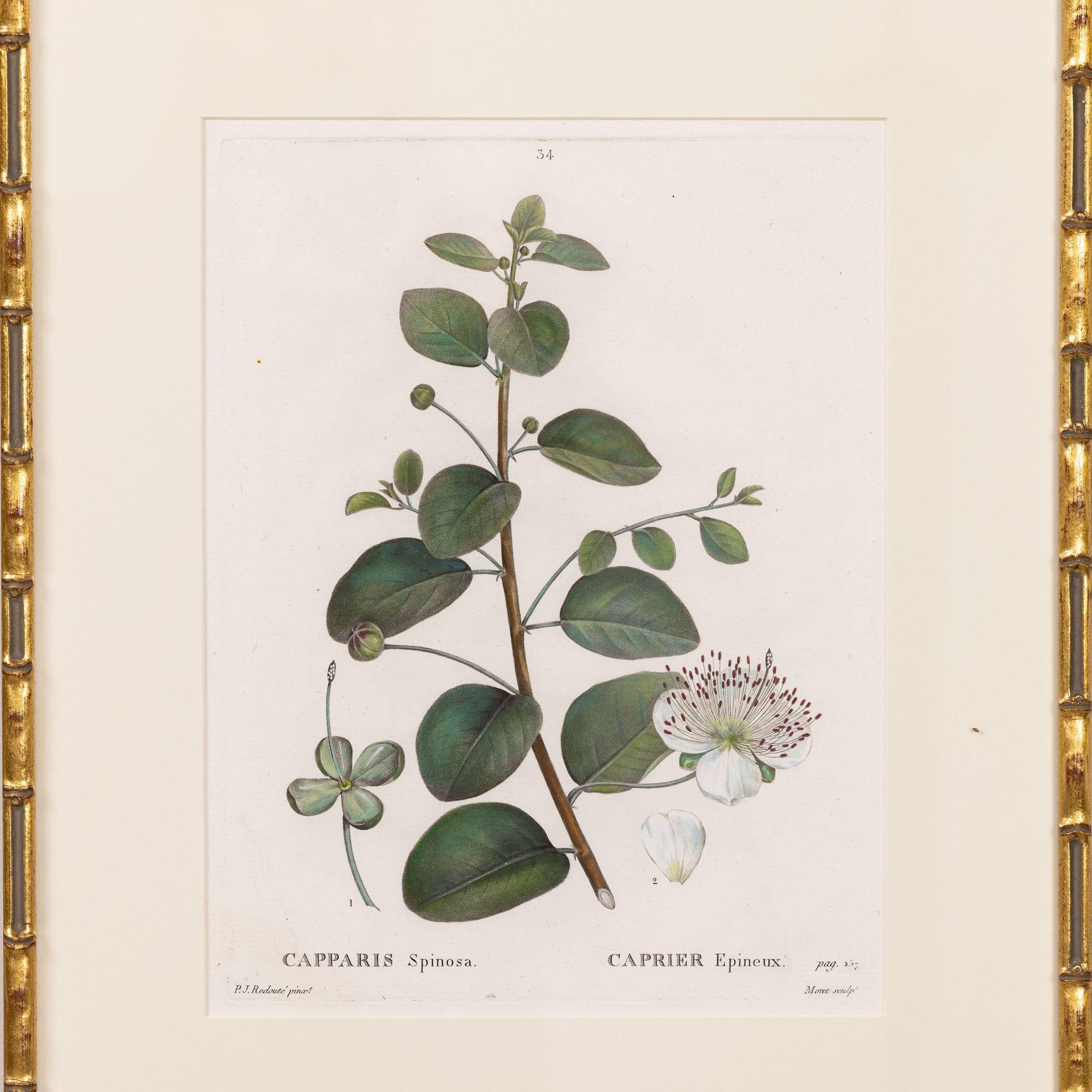 Kupferstich des Kapernbusches von Pierre-Joseph Redouté, 1800.  Kupferstich mit originaler Handkolorierung auf Bütten mit sichtbarer gerippter Papierstruktur und Plattenspuren.  Es sind insgesamt 18 Gravuren verfügbar. 

Pierre-Joseph Redouté  war