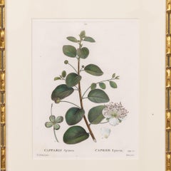19th c. French Framed Copper Plate Botanical Engraving on Laid Paper