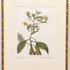 19th c. French Framed Copper Plate Botanical Engraving on Laid Paper