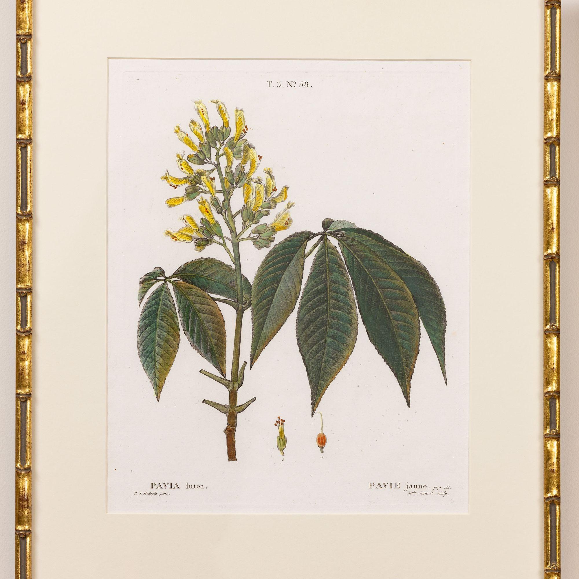 Kupferstich des Pfirsichbaums von Pavie von Pierre-Joseph Redouté, 1806.  Kupferstich mit originaler Handkolorierung auf Bütten mit sichtbarer gerippter Papierstruktur und Plattenspuren.  Es sind insgesamt 18 Gravuren verfügbar. 

Pierre-Joseph