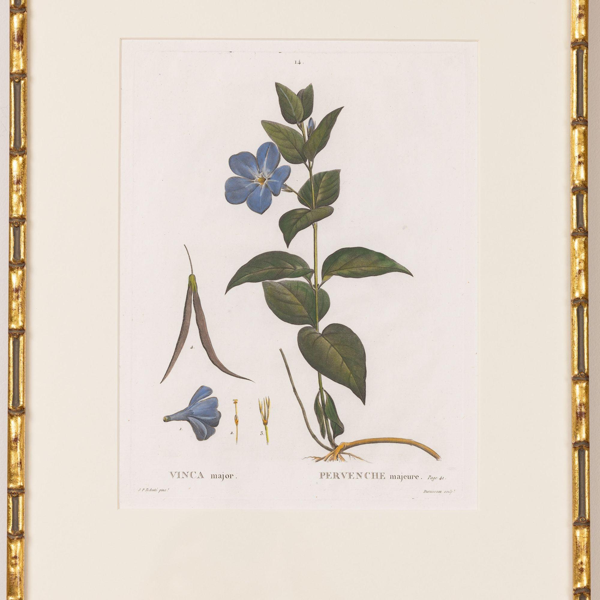 Incisione su lastra di rame della Pervinca blu di Pierre-Joseph Redouté, 1800.  Incisione con colorazione originale a mano su carta vergata con trama della carta a coste visibile e segni della lastra.  Sono disponibili in totale 18 incisioni.