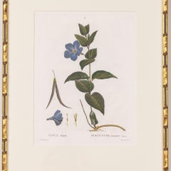 19th c. French Framed Copper Plate Botanical Engraving on Laid Paper