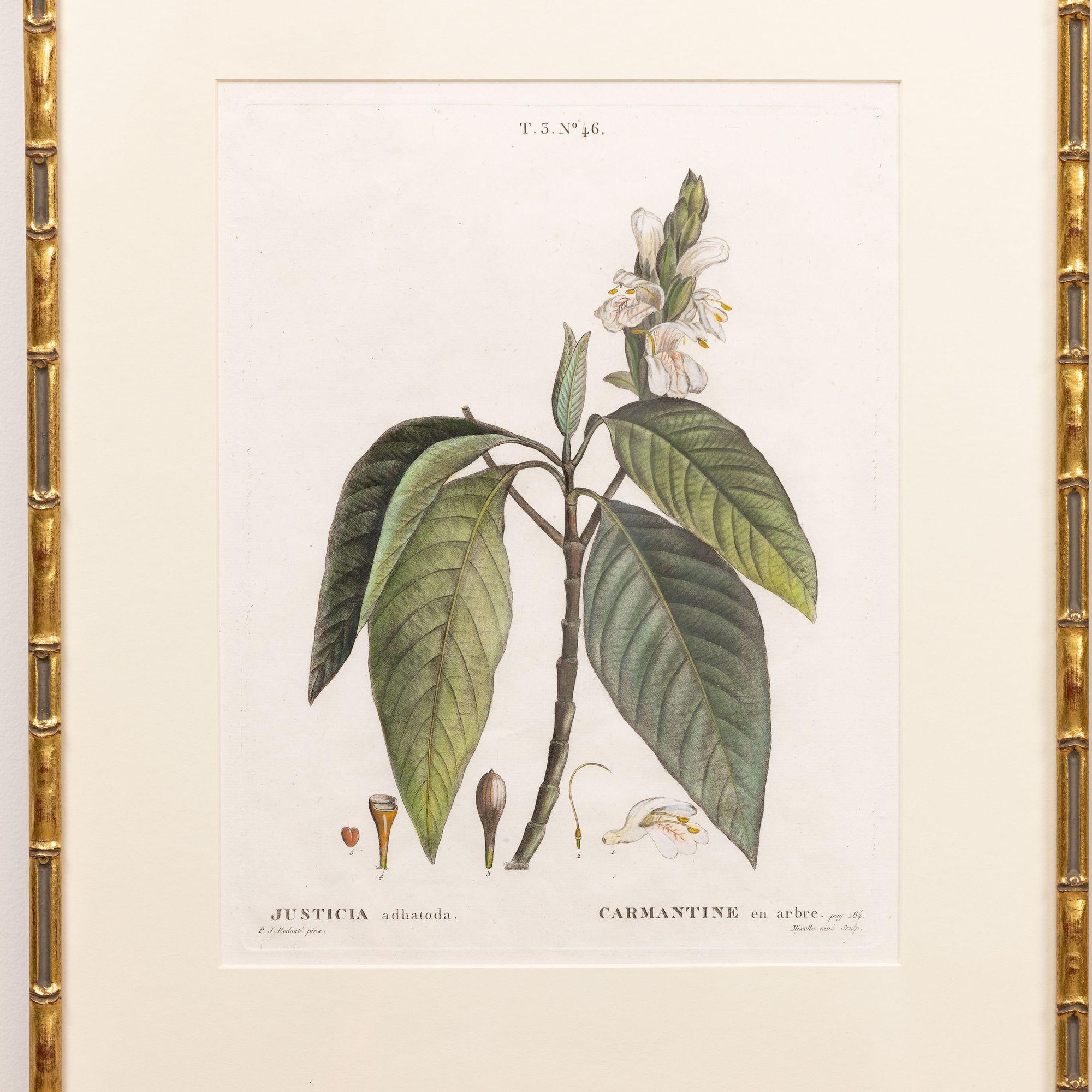 Kupferstich der Malabarnuss von Pierre-Joseph Redouté, 1800.  Kupferstich mit originaler Handkolorierung auf Bütten mit sichtbarer gerippter Papierstruktur und Plattenspuren.  Es sind insgesamt 18 Gravuren verfügbar. 

Pierre-Joseph Redouté  war ein
