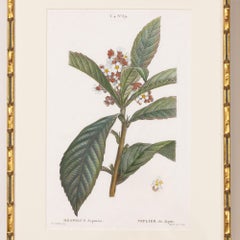 19th c. French Framed Copper Plate Botanical Engraving on Laid Paper