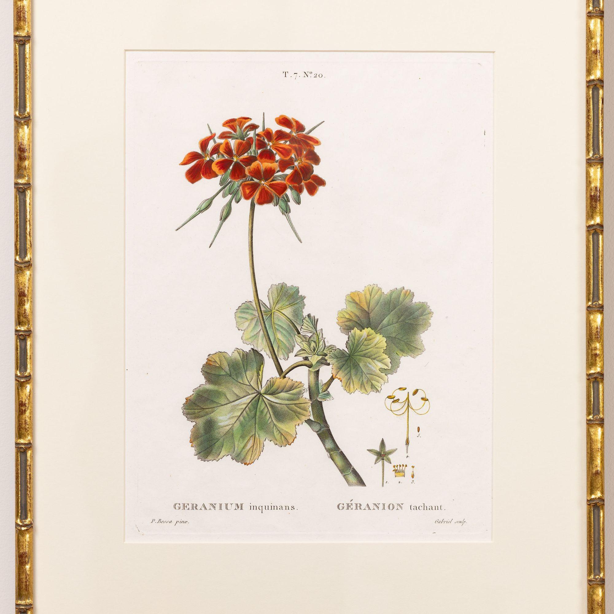 Kupferstich der Geranie von Pancrace Bessa, 1819.  Kupferstich mit originaler Handkolorierung auf Bütten mit sichtbarer gerippter Papierstruktur und Plattenspuren.  Es sind insgesamt 18 Gravuren verfügbar. 

Pancrace Bessa wurde im Pariser Stadtteil