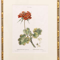 19th c. French Framed Copper Plate Botanical Engraving on Laid Paper