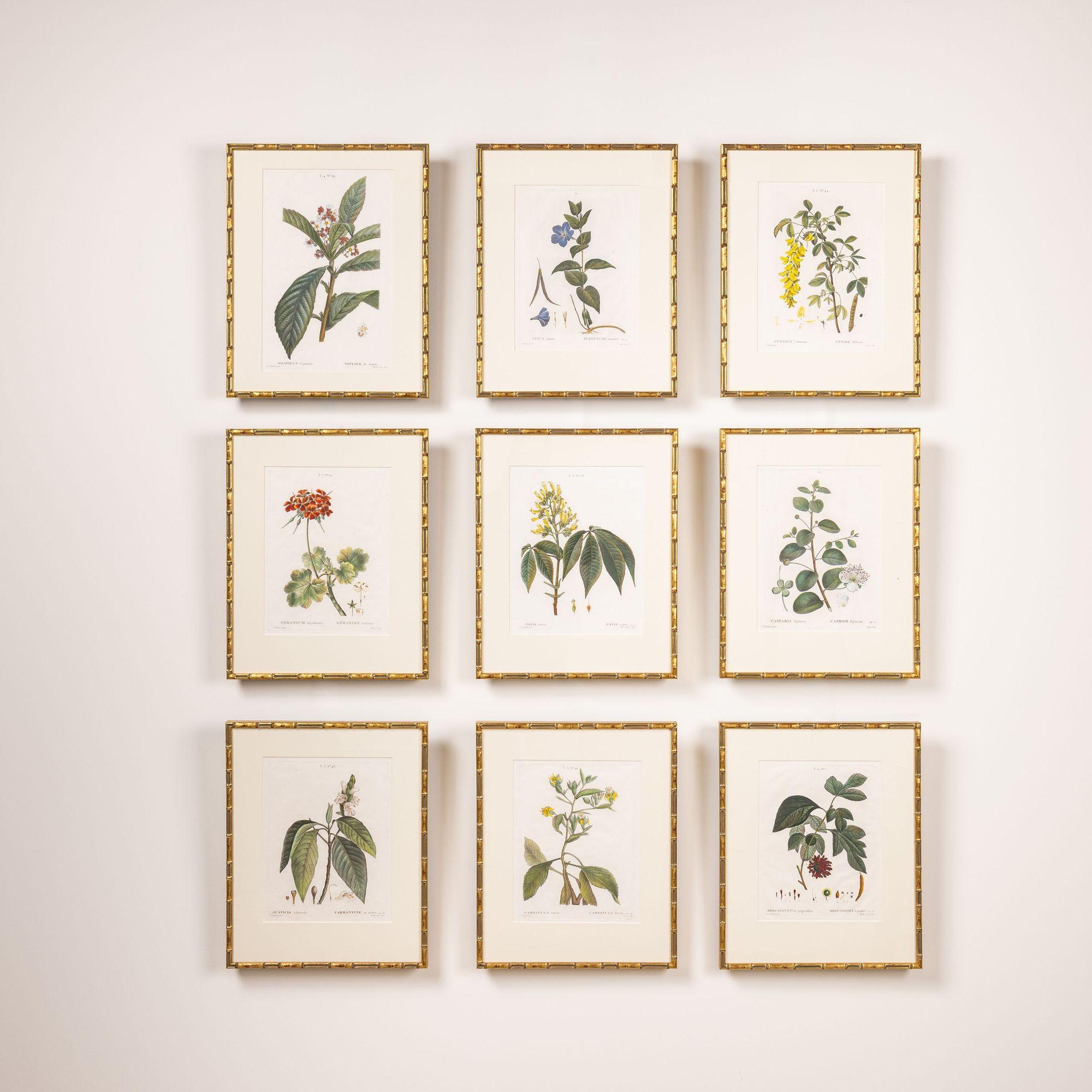 19. Jahrhundert. Französisch gerahmt Kupferplatte botanische Gravur auf Büttenpapier (Handbemalt) im Angebot